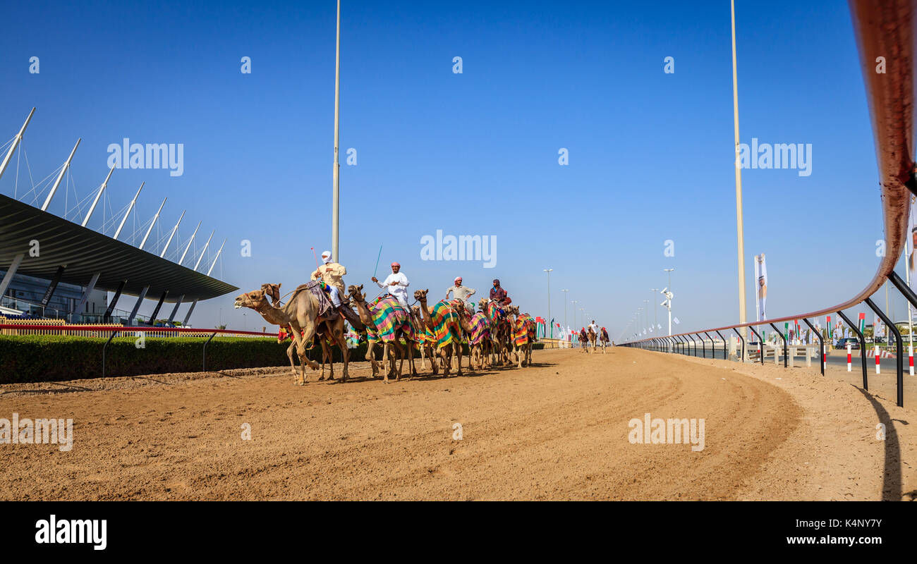 Dubai, Emirati Arabi Uniti - 25 marzo 2016: la pratica per corse di cammelli a dubai camel racing club, al marmoom, Emirati arabi uniti Foto Stock