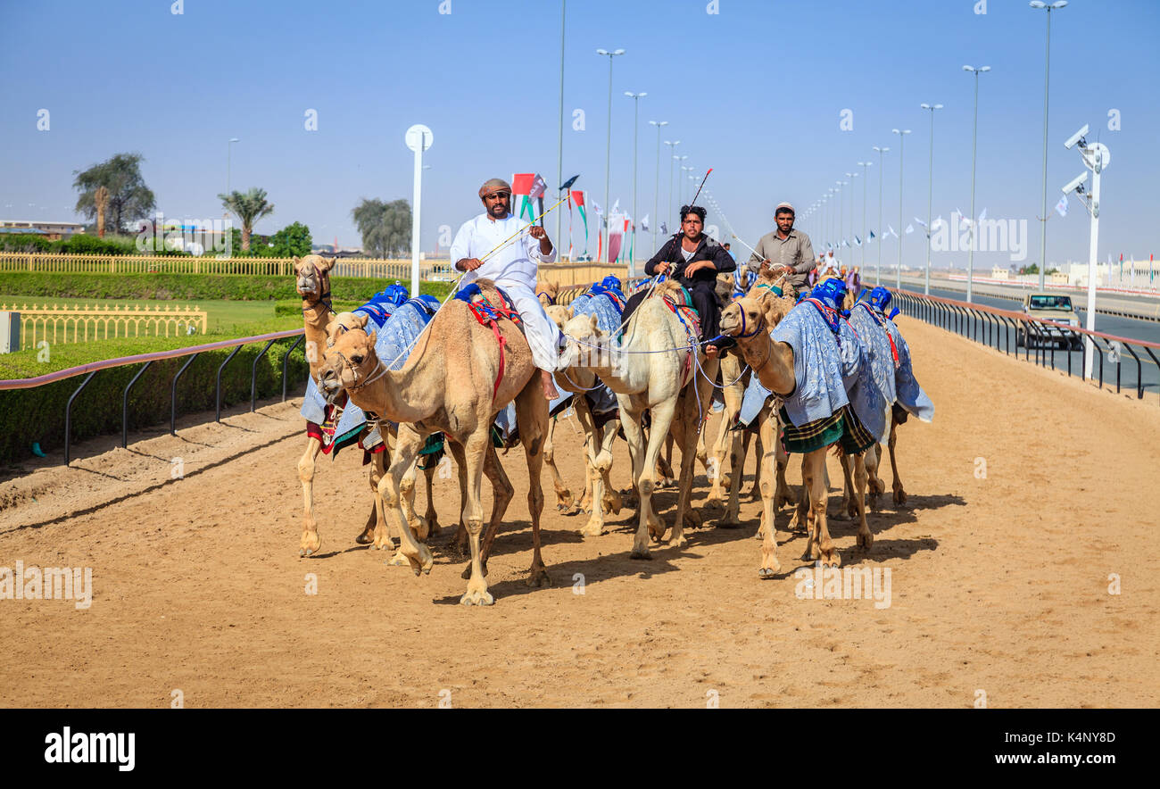 Dubai, Emirati Arabi Uniti - 25 marzo 2016: la pratica per corse di cammelli a dubai camel racing club, al marmoom, Emirati arabi uniti Foto Stock