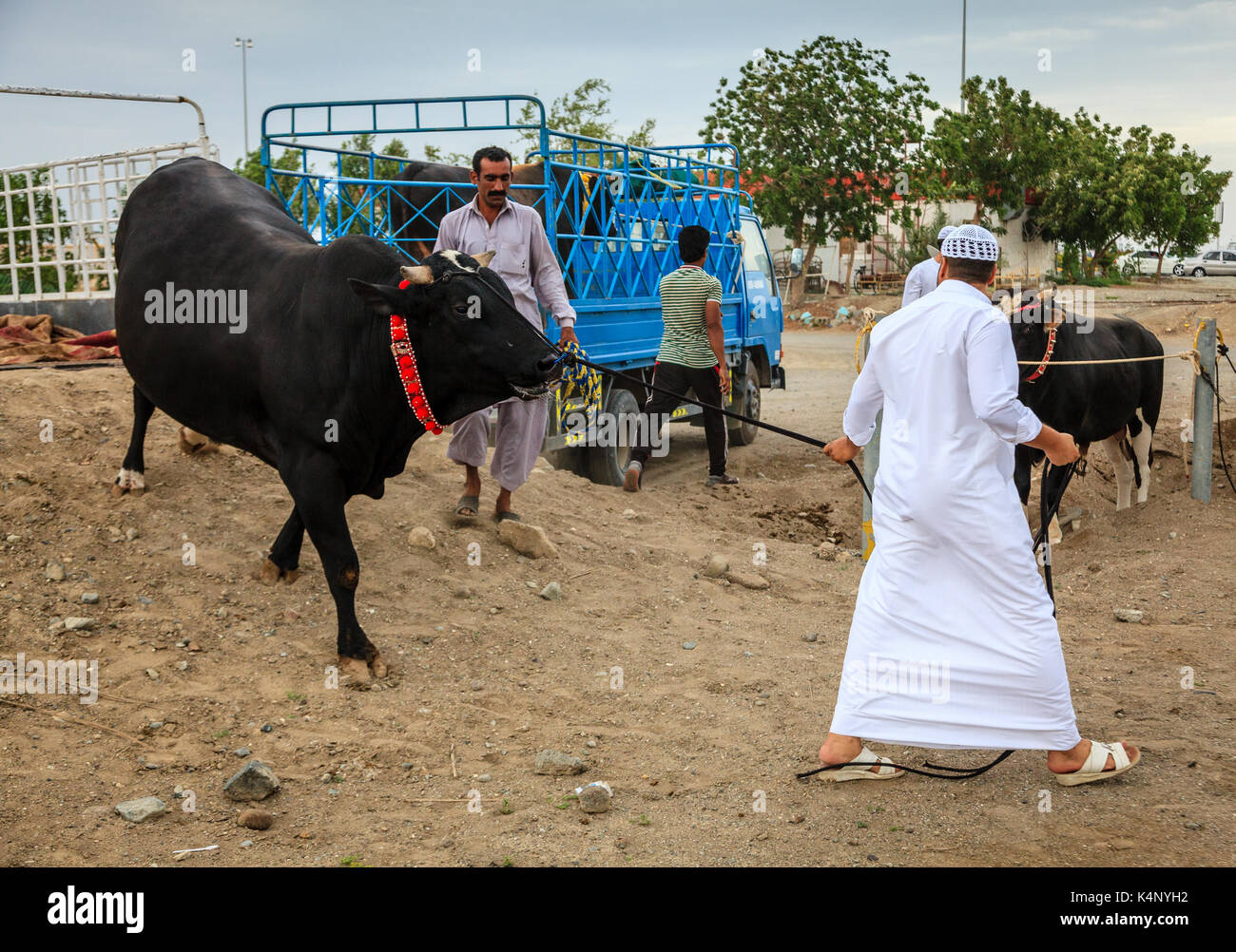 Fujairah, UAE, 1 aprile 2016: persone locali portano i tori per i tradizionali combattimenti di tori in Fujairah, Emirati arabi uniti Foto Stock