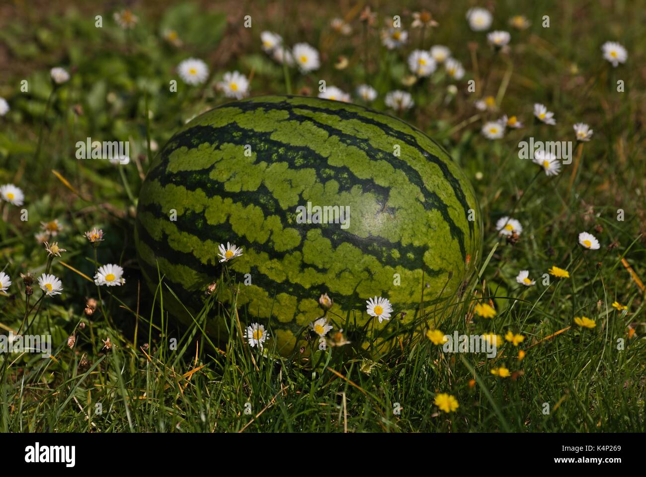 Anguria Citrullus lanatus var. lanatus Foto Stock
