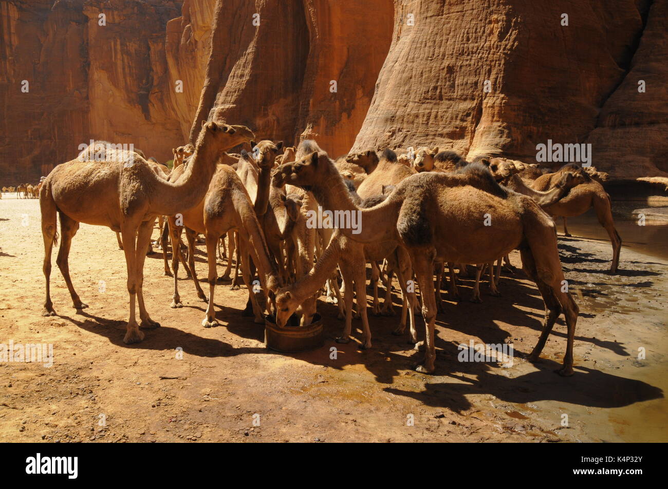 Cammelli in guelta archei, Ciad, Africa Foto Stock