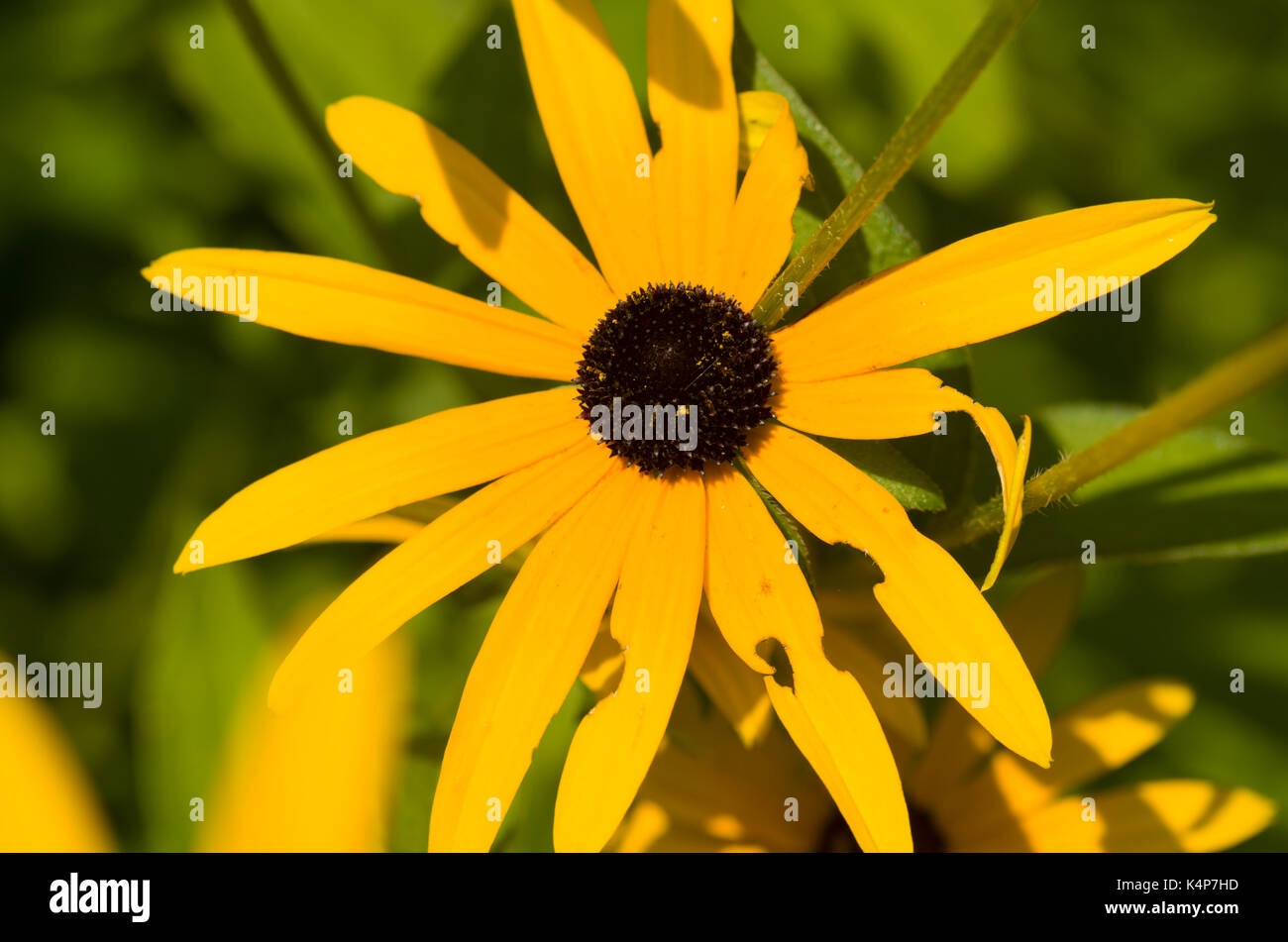 Brown eyed susan Foto Stock