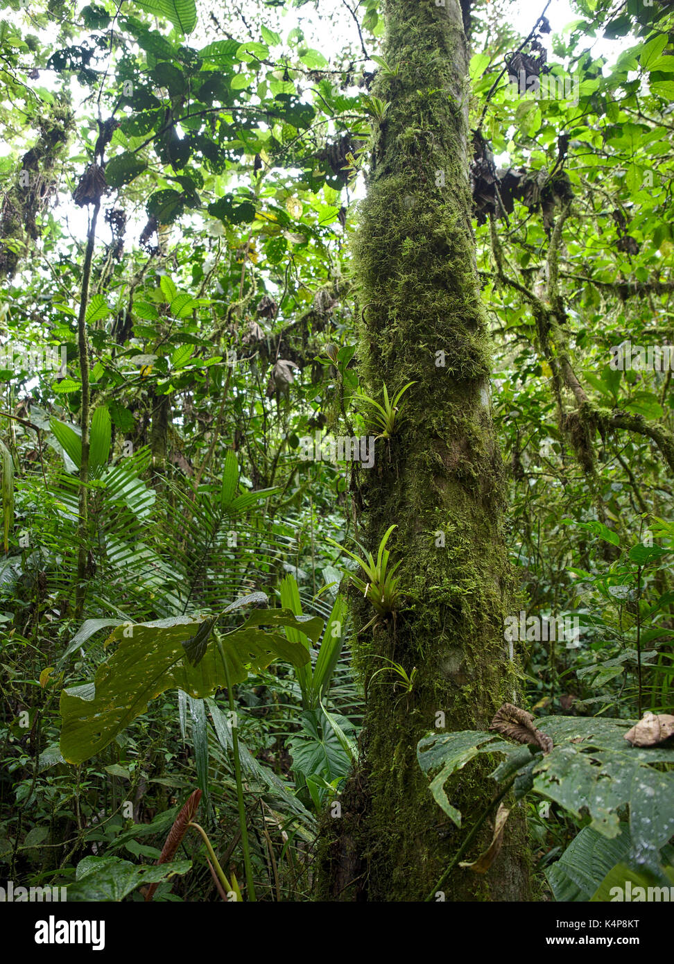 Riserva pahuma, Ecuador - 2017: pahuma riserva di orchidea si trova a circa un'ora a nord-ovest di Quito. Foto Stock