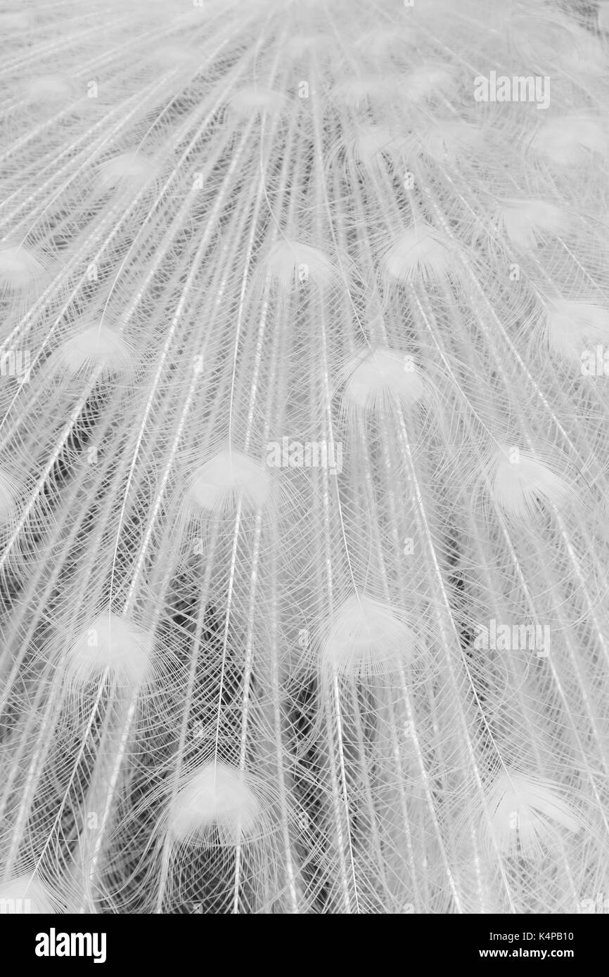 Close-up di leucistic indiano del pavone (indiano peafowl o peafowl blu (pavo cristatus) piume in bianco e nero. Foto Stock