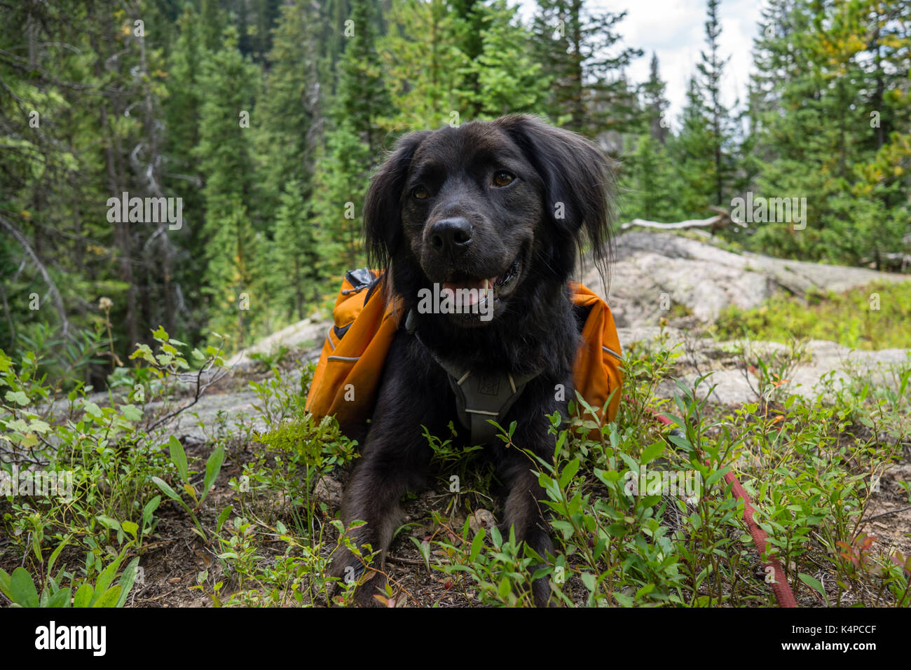 Cane nero godendo di una passeggiata nei boschi Foto Stock