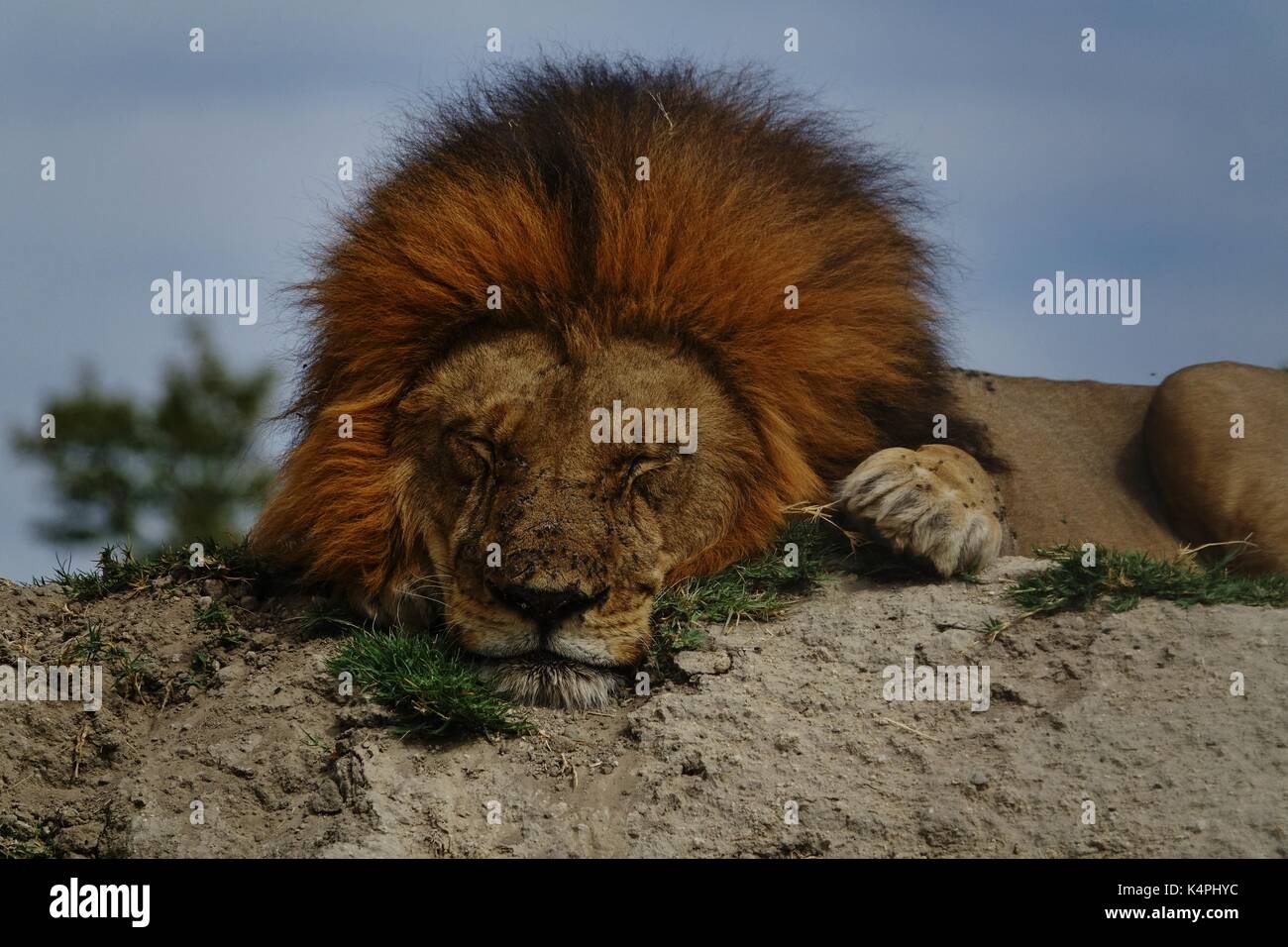 Maschio di leone africano dormire vicino fino Foto Stock