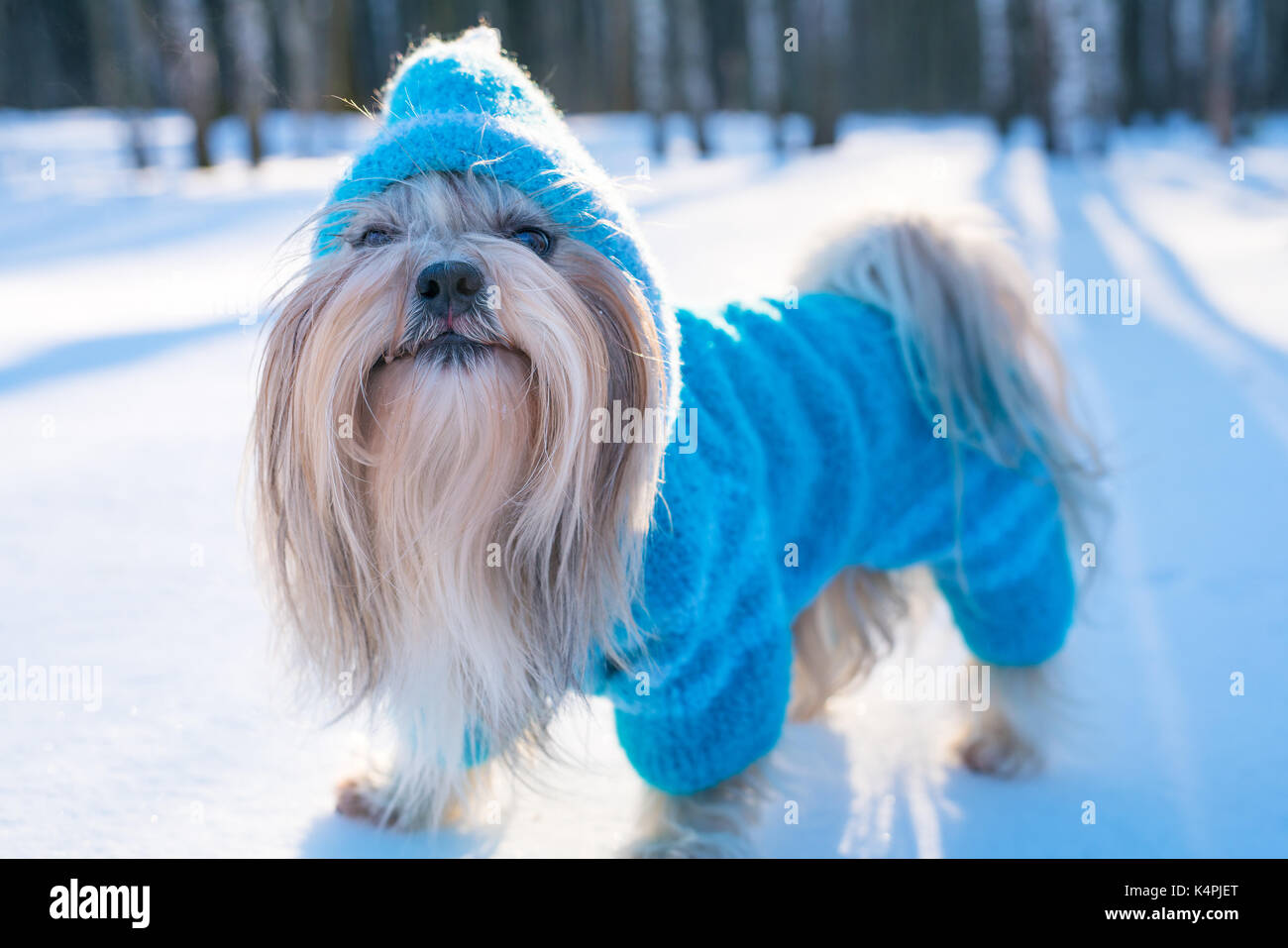 Shih tzu cane in maglia blu maglione inverno ritratto all'aperto Foto Stock