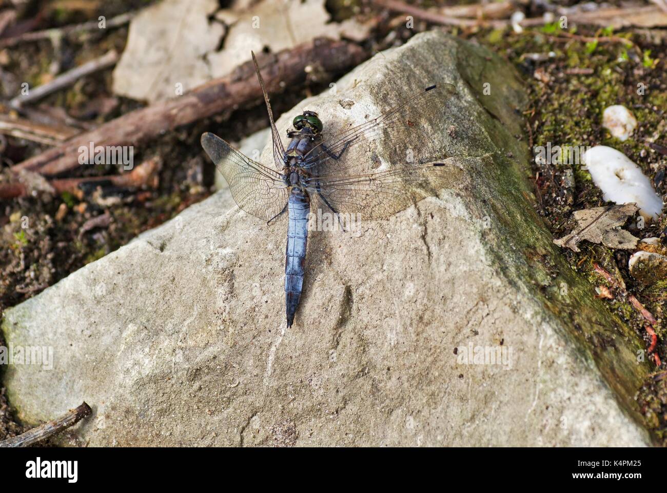 Maschio nero-tailed schiumarola, Orthetrum cancellatum Foto Stock