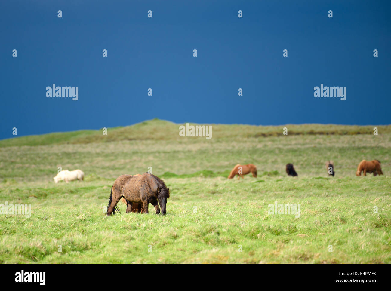 Allevamento di islandese di cavalli selvaggi che pascolano nel fresco verde pascolo nella campagna del sud dell'Islanda Foto Stock