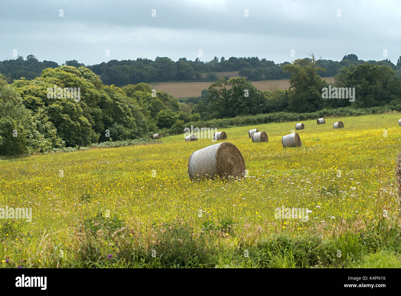 Fieno-whirl sul campo durante il raccolto estivo in Bretagna (Francia) Foto Stock