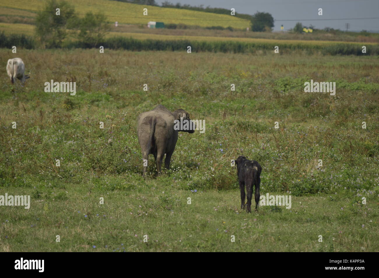 Campagna vacche sull'erba Foto Stock