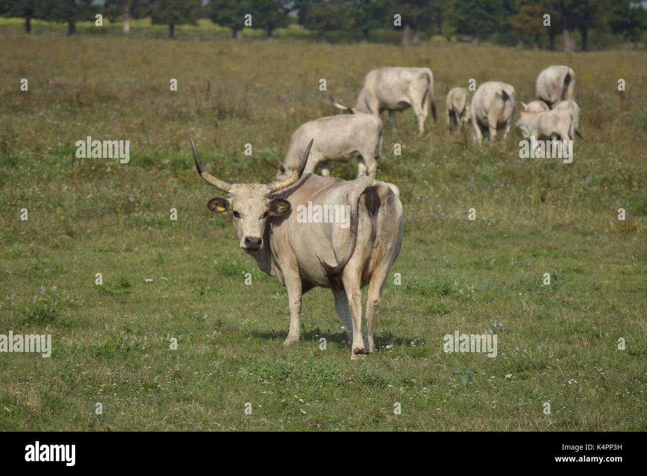 Le mucche bianche su un campo Foto Stock