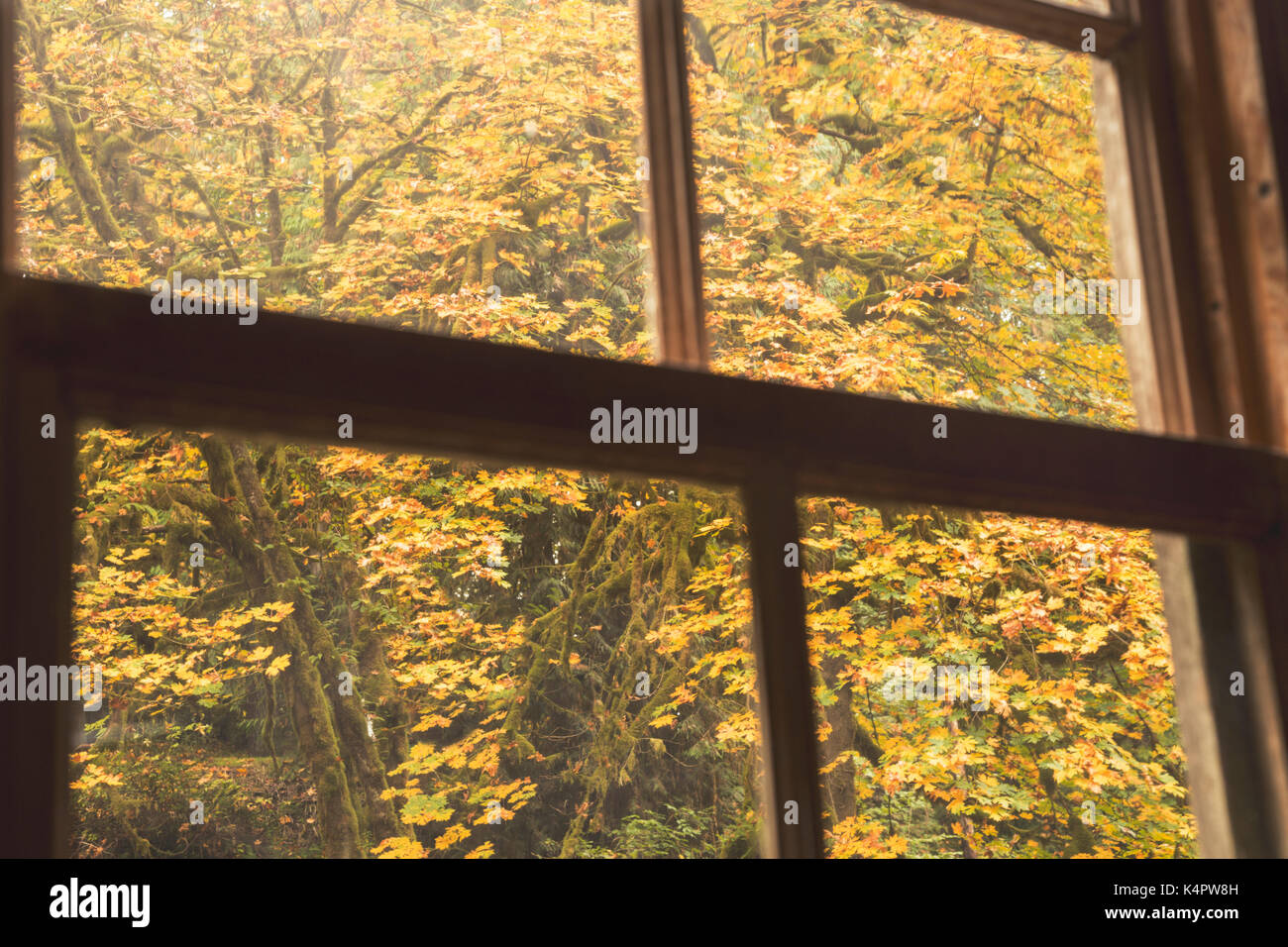 Vista autunnale, di guardare fuori per la caduta delle foglie osservata attraverso una finestra vintage Foto Stock