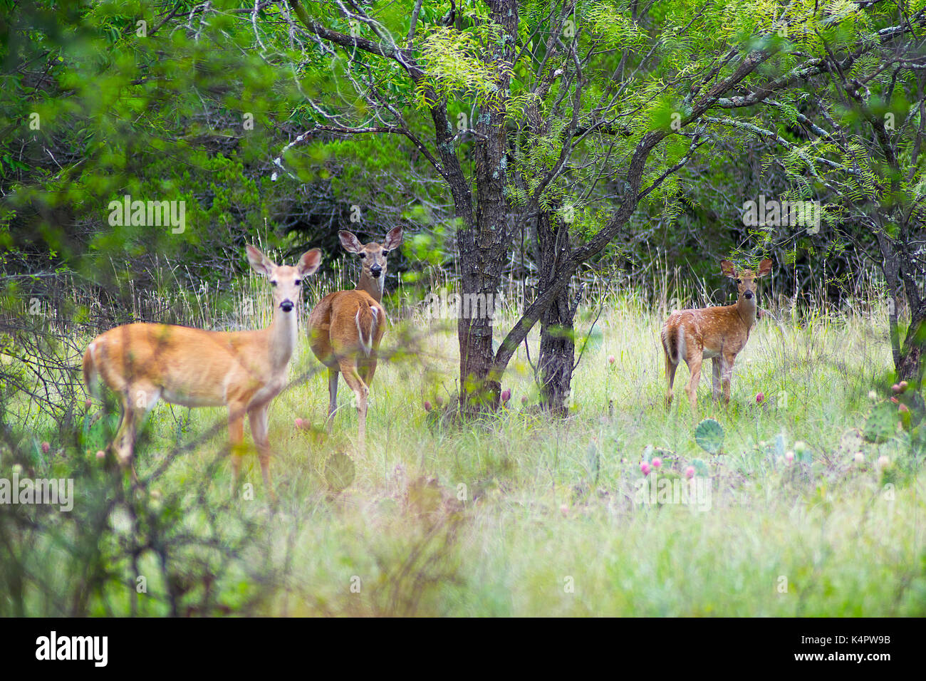 Due white-tailed doe e un cerbiatto nel bosco al lago pozzi minerali parco dello stato del Texas. Foto Stock