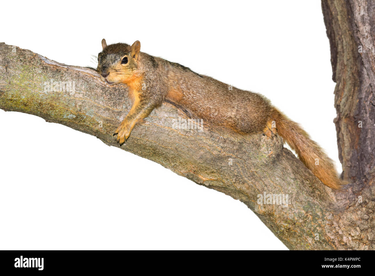 Fox scoiattolo (Sciurus nige) di appoggio in ombra sul ramo di albero durante una calda giornata estiva, isolato su sfondo bianco. Foto Stock