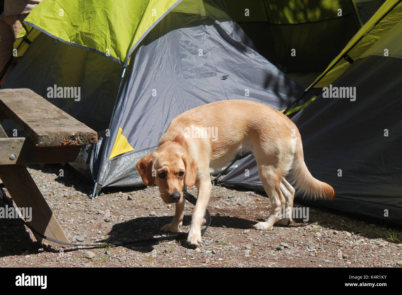 Cucciolo karma esplorare fundy national park, New Brunswick canada150 vicino al villaggio di ALMA Foto Stock