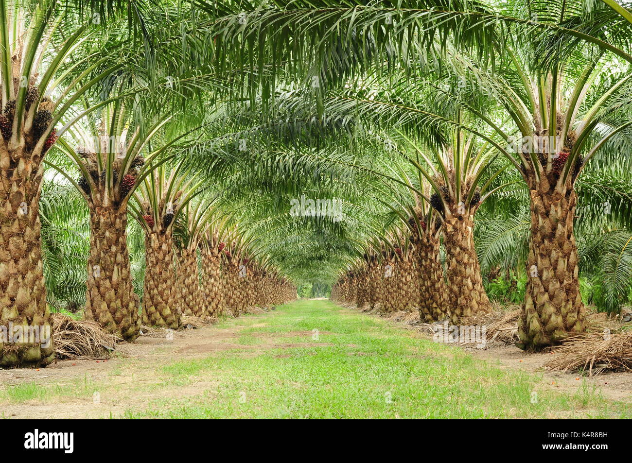Bella di olio unmatured Palm tree in un campo Foto Stock