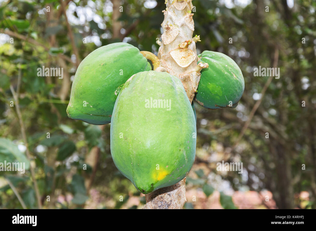 Tre maturazioni papaia frutti sull'albero. Foto Stock