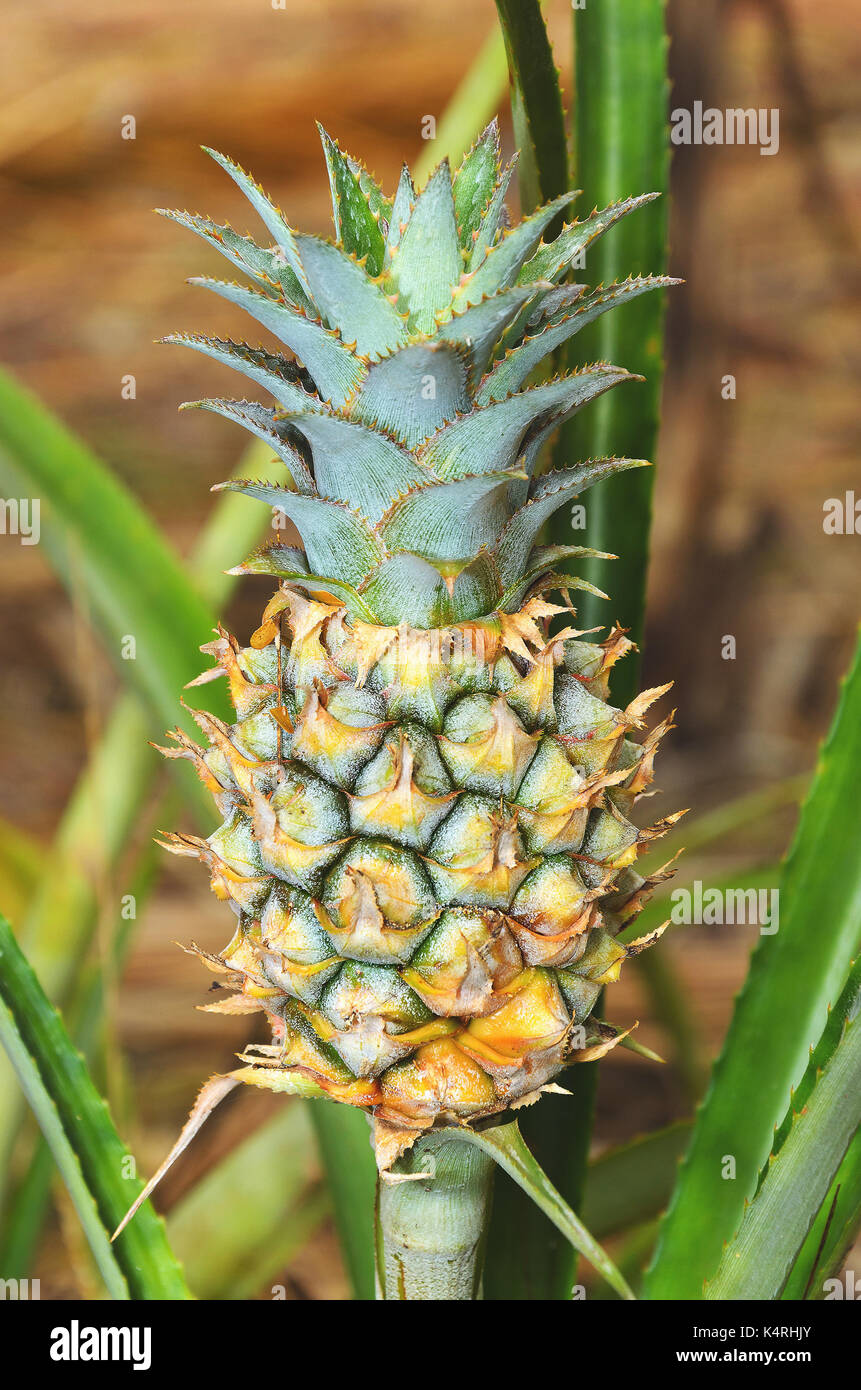 Impianto con ananas frutta crescend, frutto acerbo. Foto Stock
