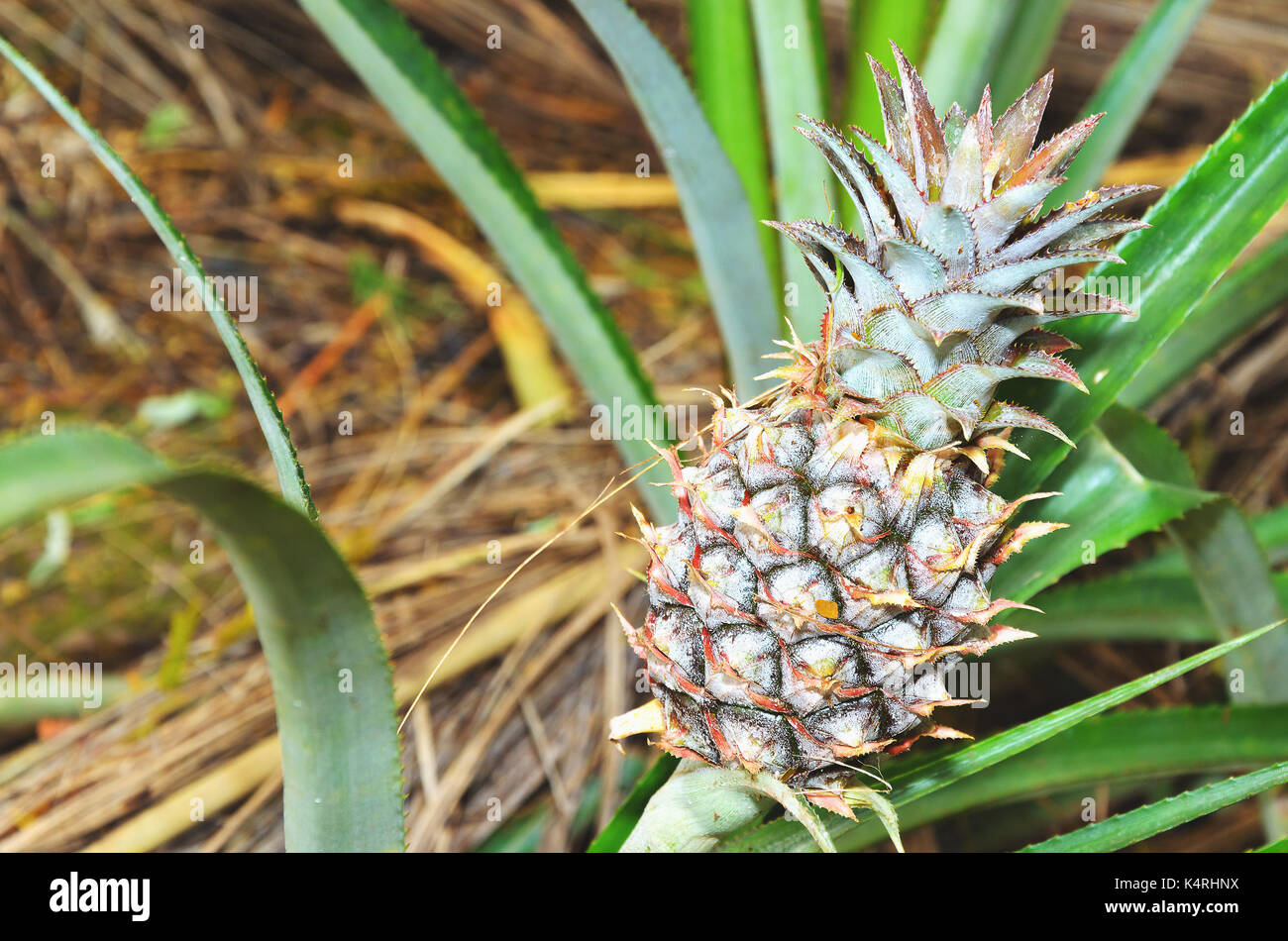 Impianto con ananas frutta crescend, frutto acerbo. Foto Stock