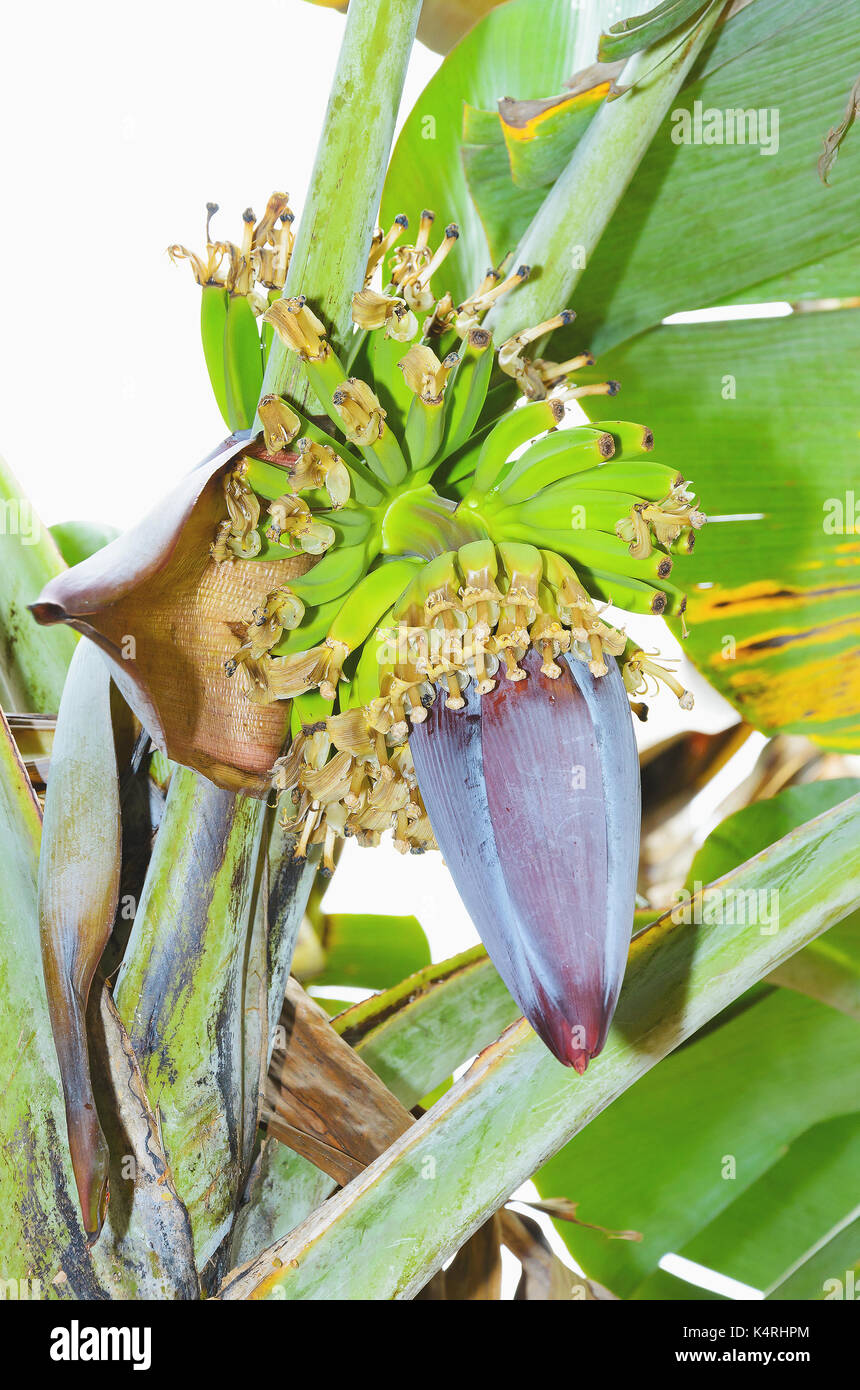 Albero di Banana Flower Banana crescente e il cuore. La frutta tropicale. Foto Stock