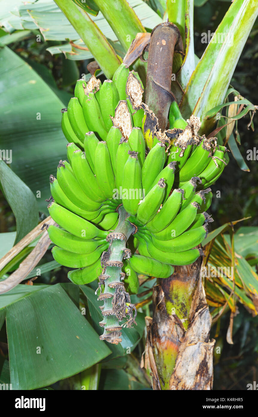 Albero di banana, mazzo di banane verdi frutti. Foto Stock