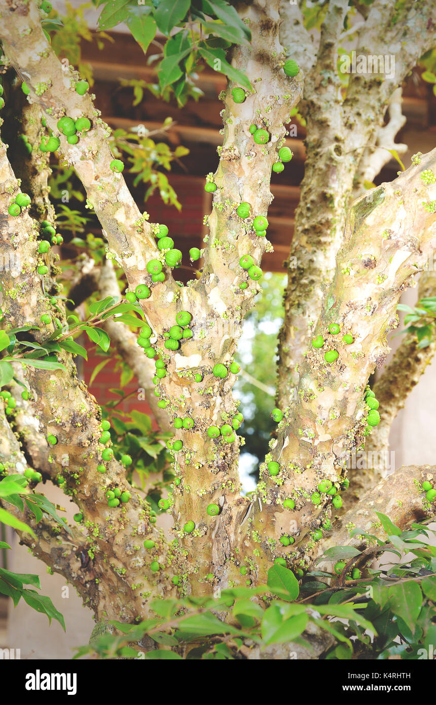 Verde frutti Jaboticaba su un albero Jaboticabeira. Foto Stock