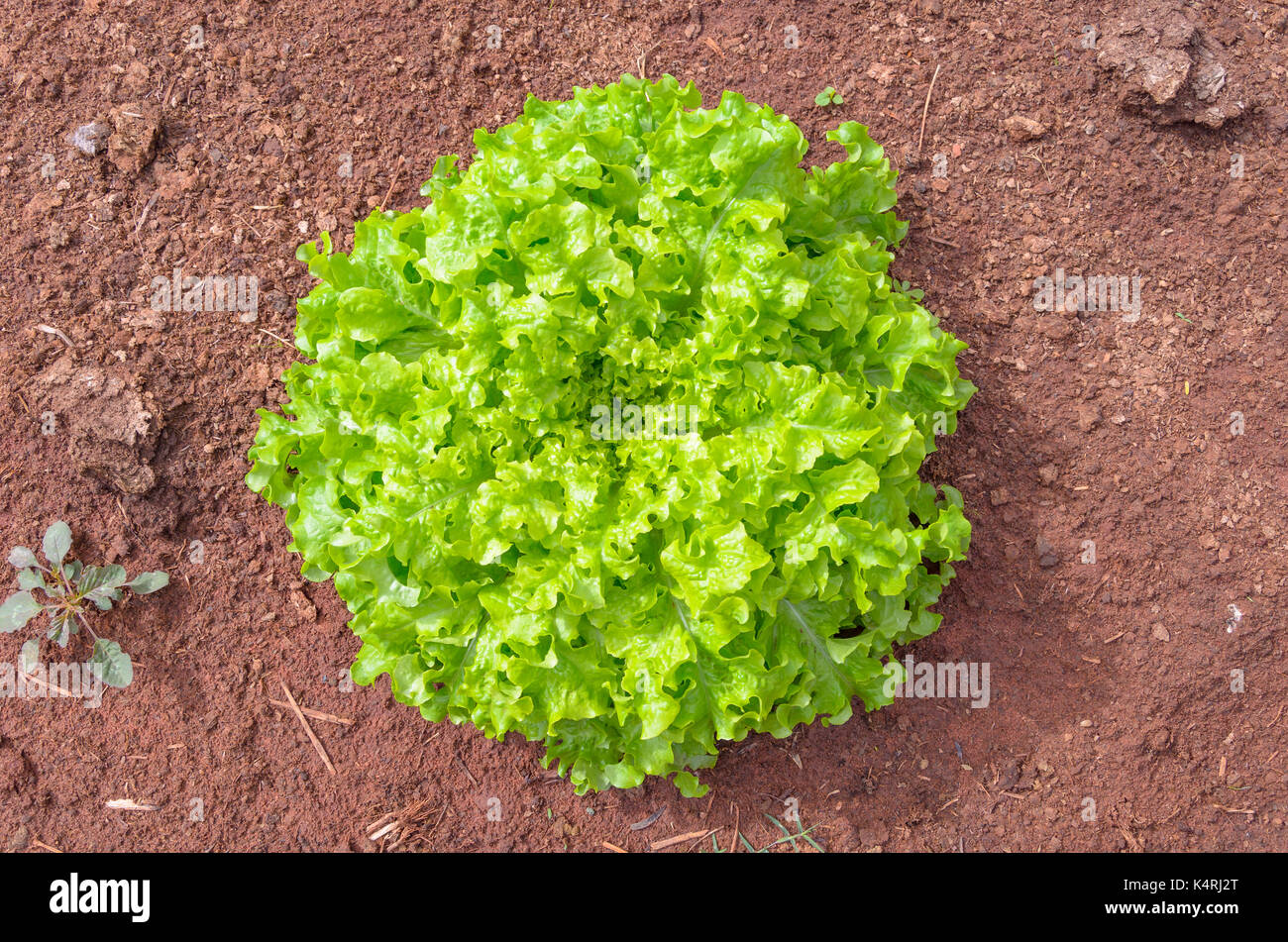 Insalata verde testa piantati sul terreno di un orto. Foto Stock