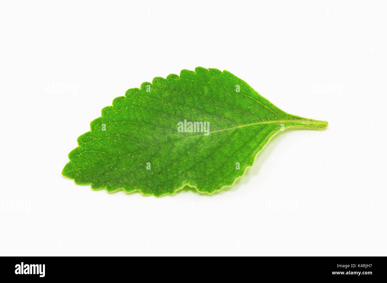 Boldo foglia: pianta verde chiamato Boldo da terra. Impianto utilizzato per fare il tè e i medicinali. Impianto isolato su bianco. Foto Stock