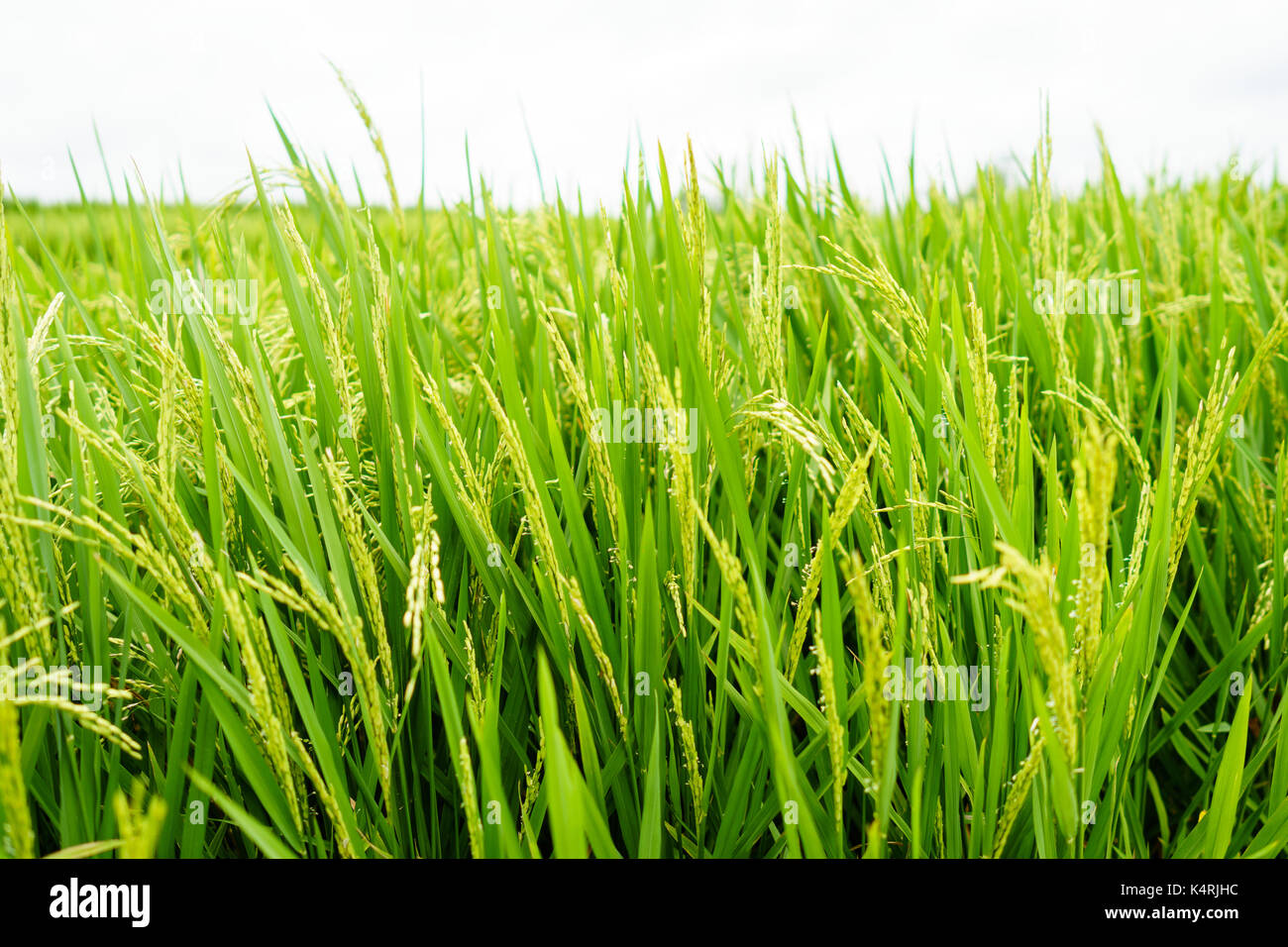 Bella e verde di riso paddy impianto Foto Stock