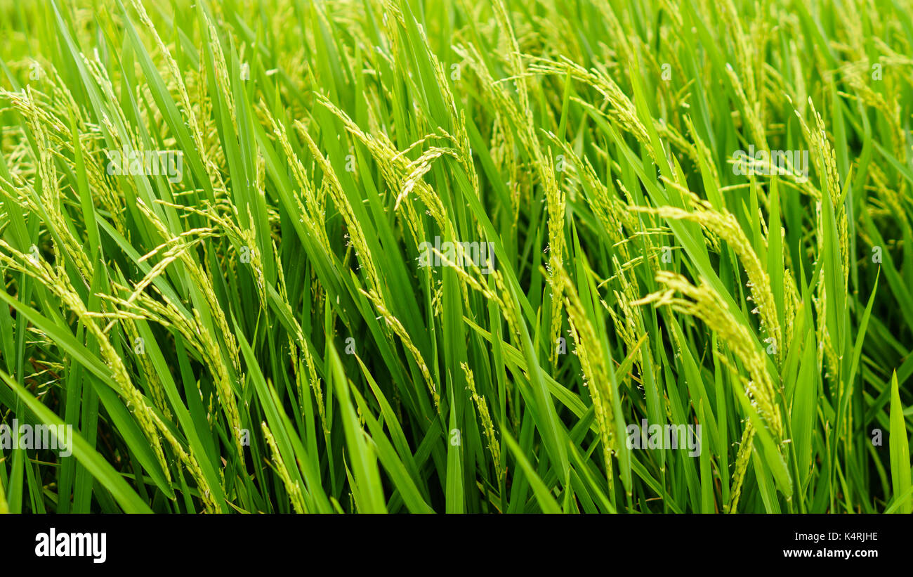 Bella e verde di riso paddy impianto Foto Stock