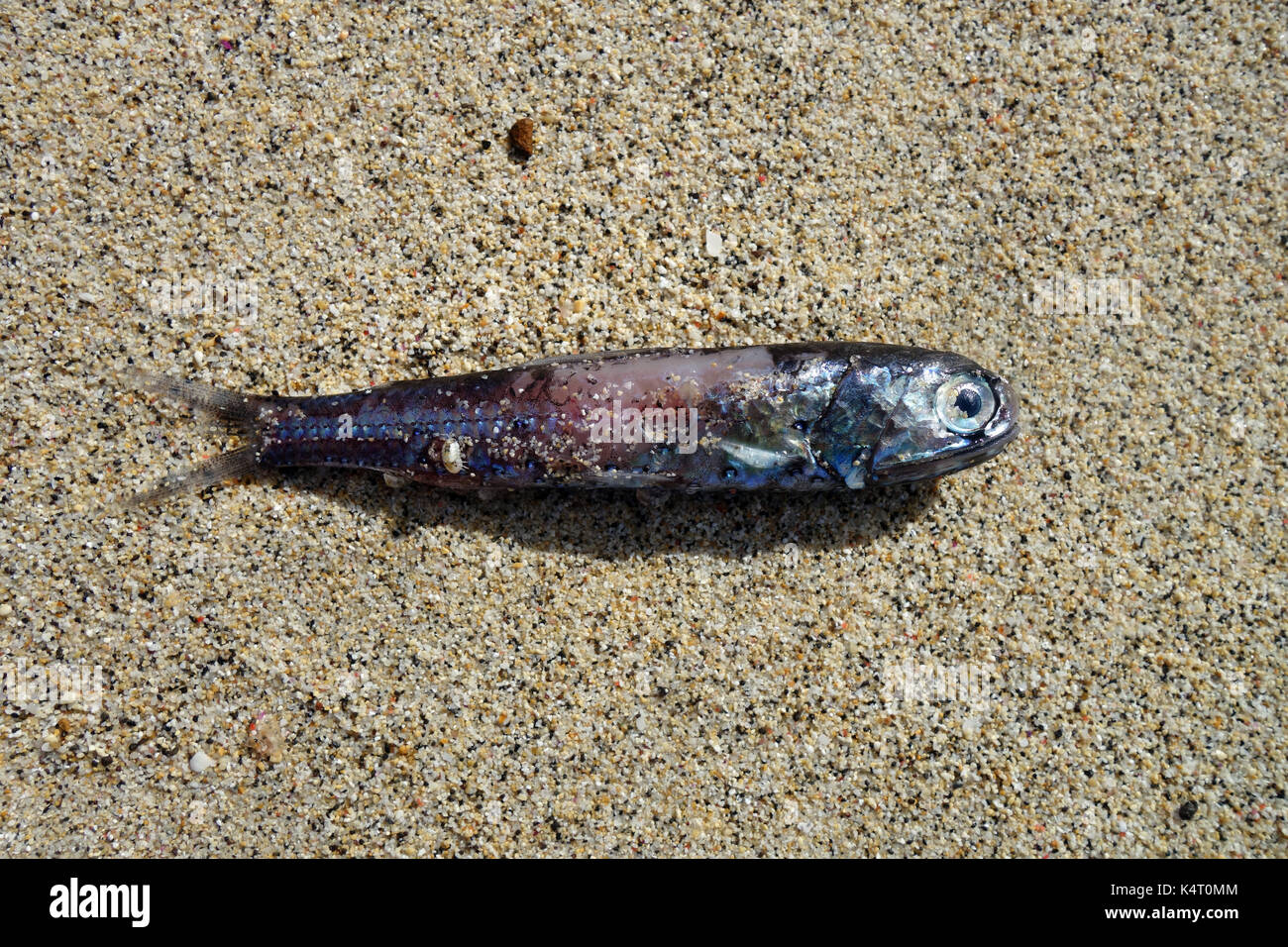 Lanternfish morto (Famiglia Myctophidae) con organi di luce su Ned spiaggia dell Isola di Lord Howe, NSW, Australia Foto Stock