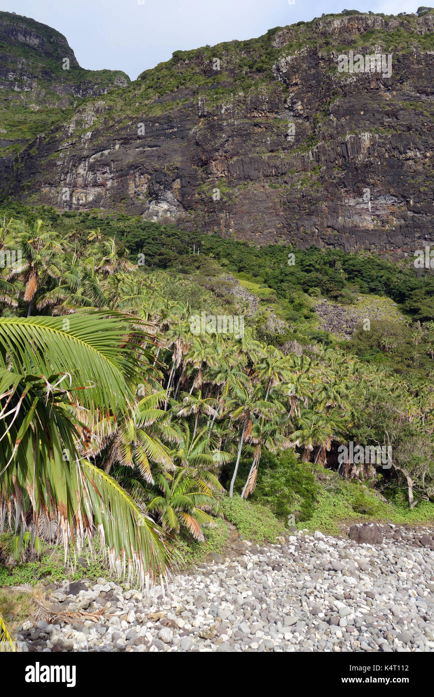 Kentia foresta di palme e piste di Mt Gower da Little Island, Isola di Lord Howe, NSW, Australia Foto Stock