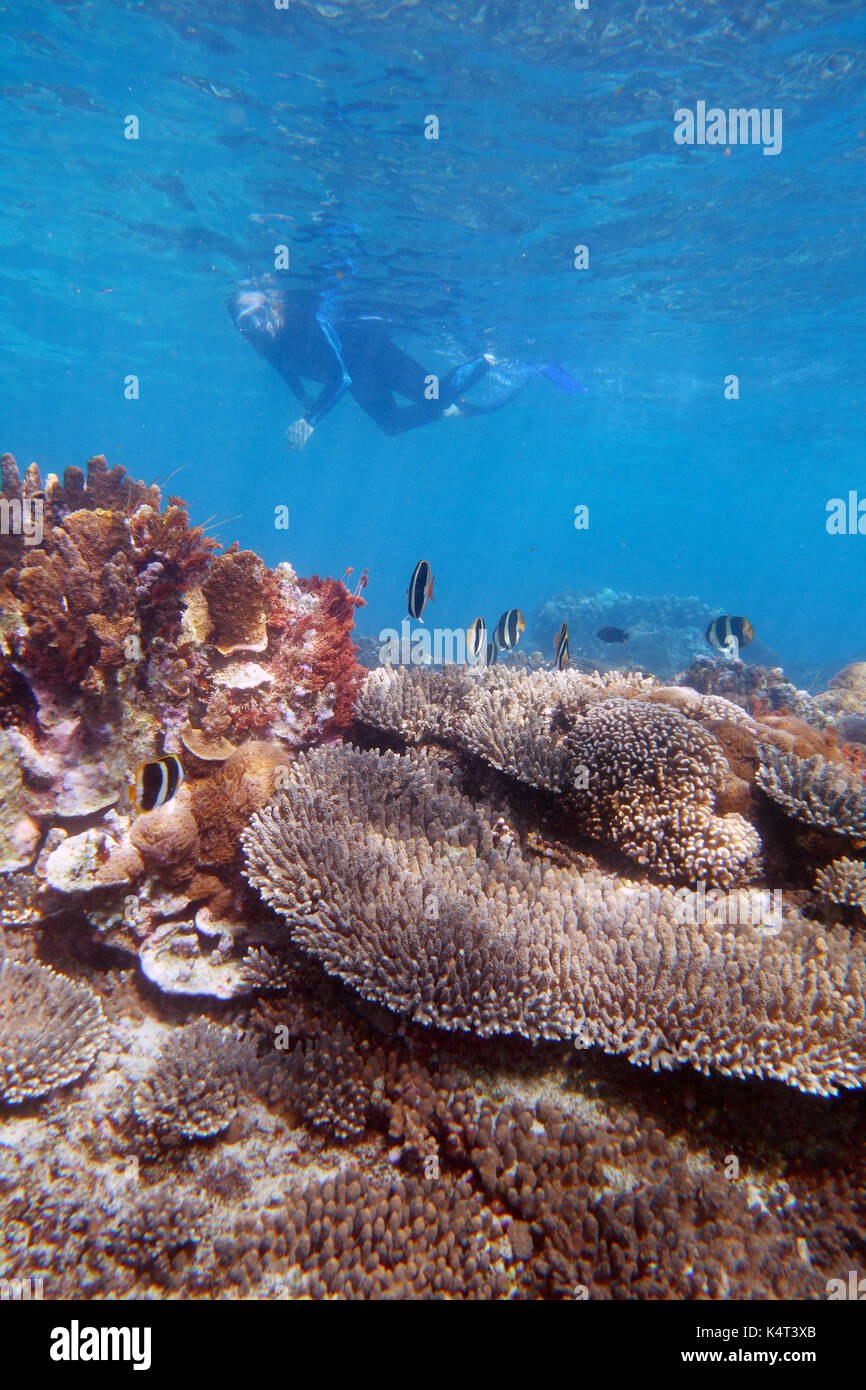 Snorkeller subacquei con pesci e coralli, Erscott il foro, Isola di Lord Howe, NSW, Australia. No signor o PR Foto Stock