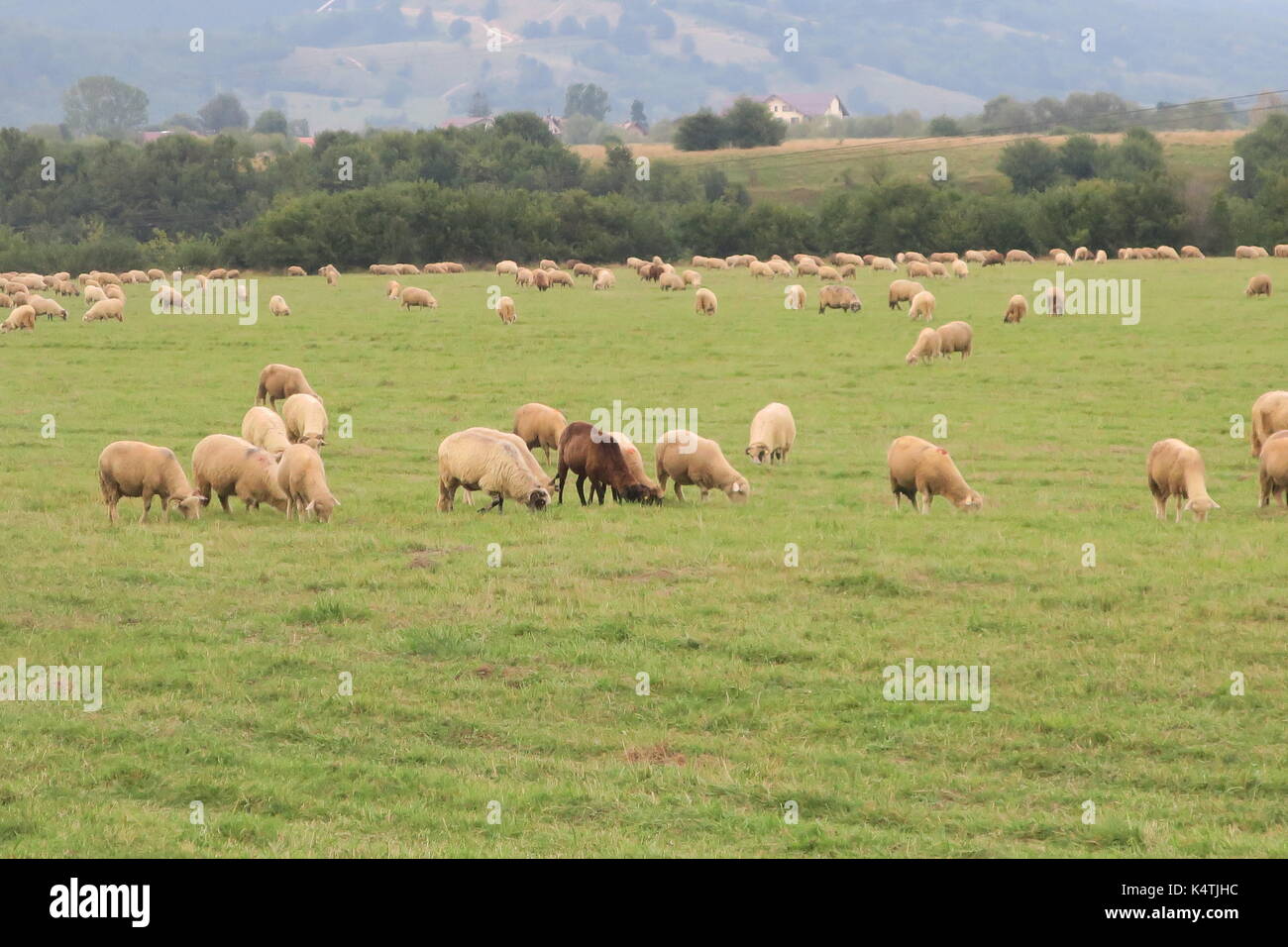 La natura intatta, campagna in Romania. pittoresca contea. interessante natura. partite di ovini, bovini di piccole dimensioni. Foto Stock