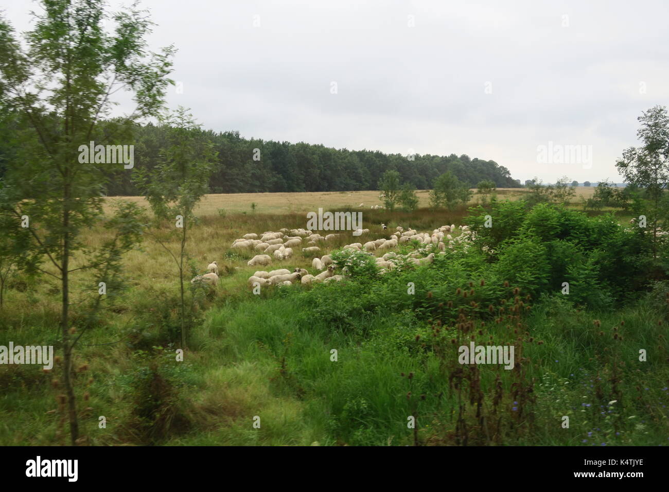 La natura intatta, campagna in Romania. pittoresca contea. interessante natura. partite di ovini, bovini di piccole dimensioni. Foto Stock