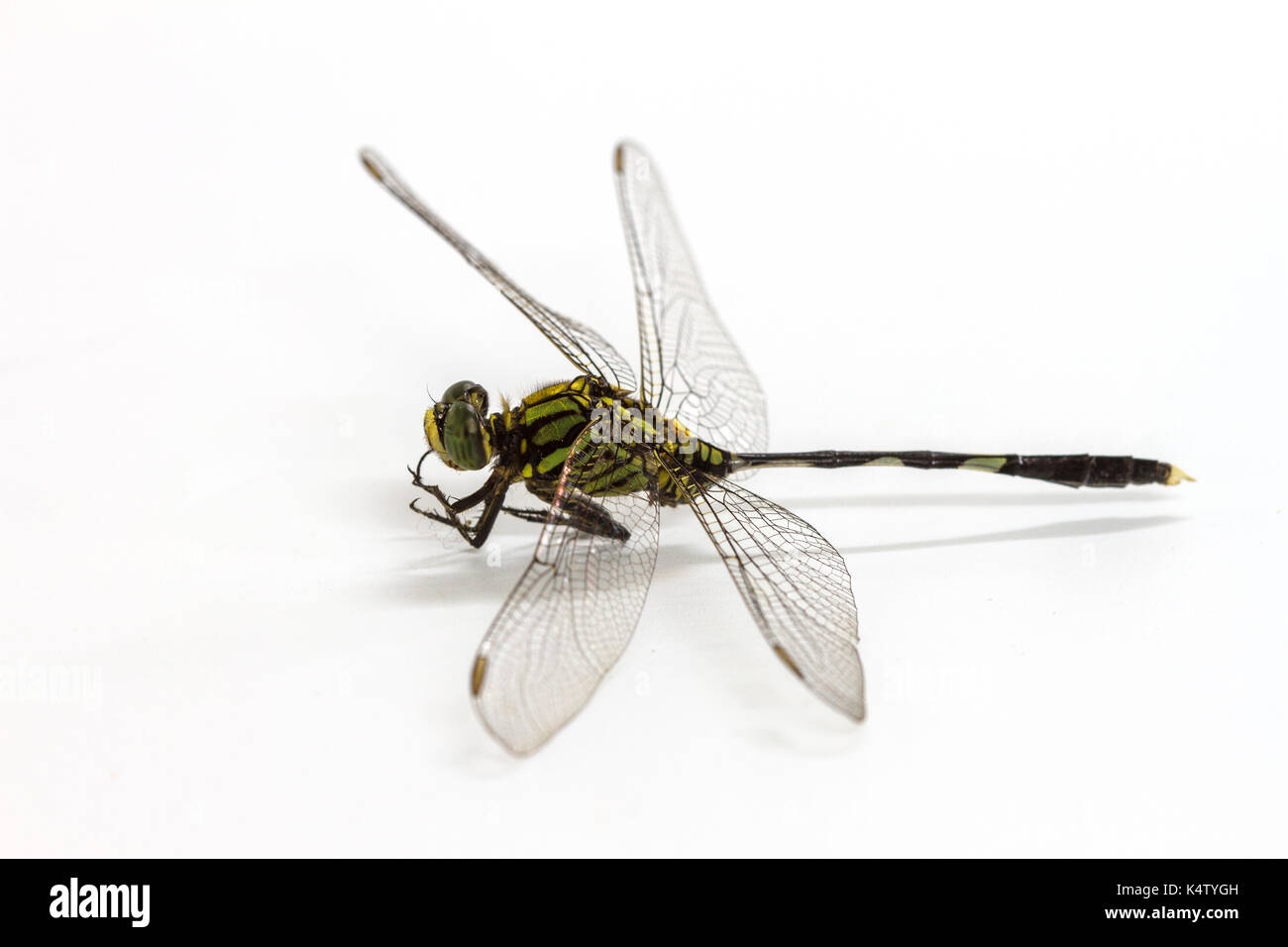 Closeup dragonfly isolato su uno sfondo bianco Foto Stock