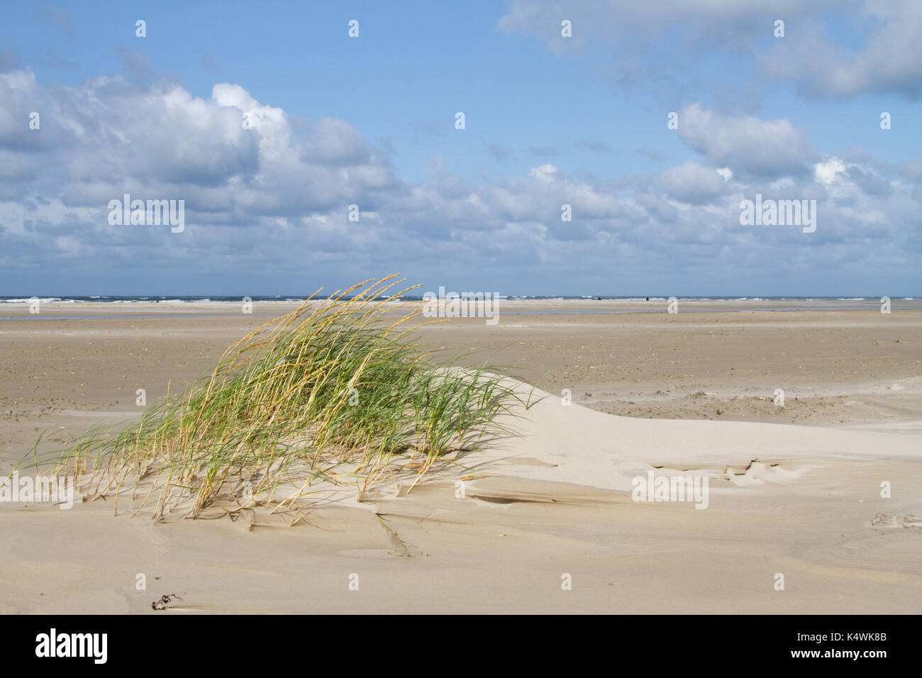 Lettino di sabbia, formando un embrione di dune, il primo stadio di sviluppo di dune Foto Stock