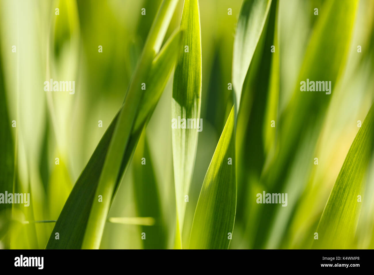 Erba gialla al sole. colorato sfondo naturale abstract Foto Stock