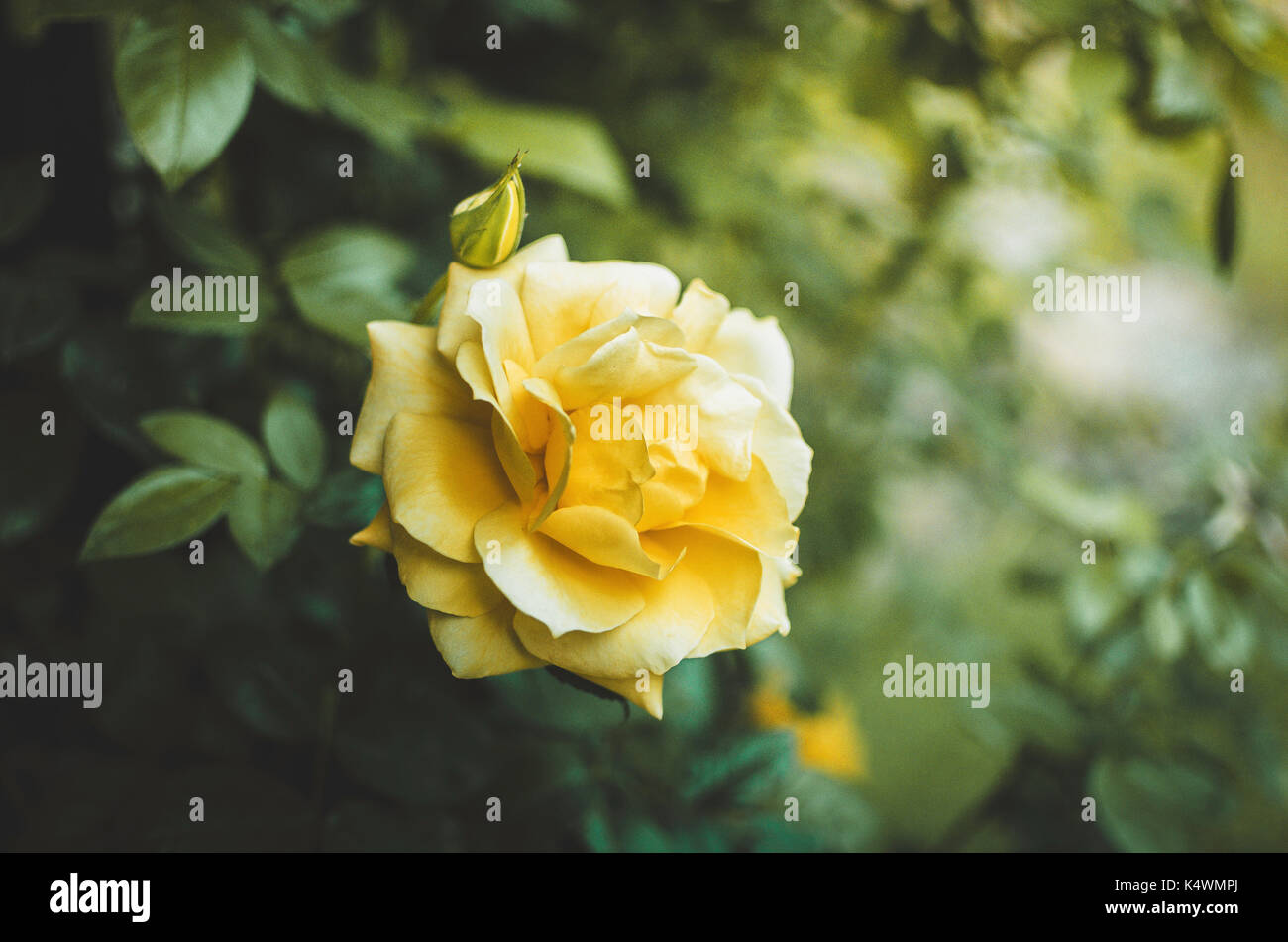 Una fantastica rosa gialla Foto Stock