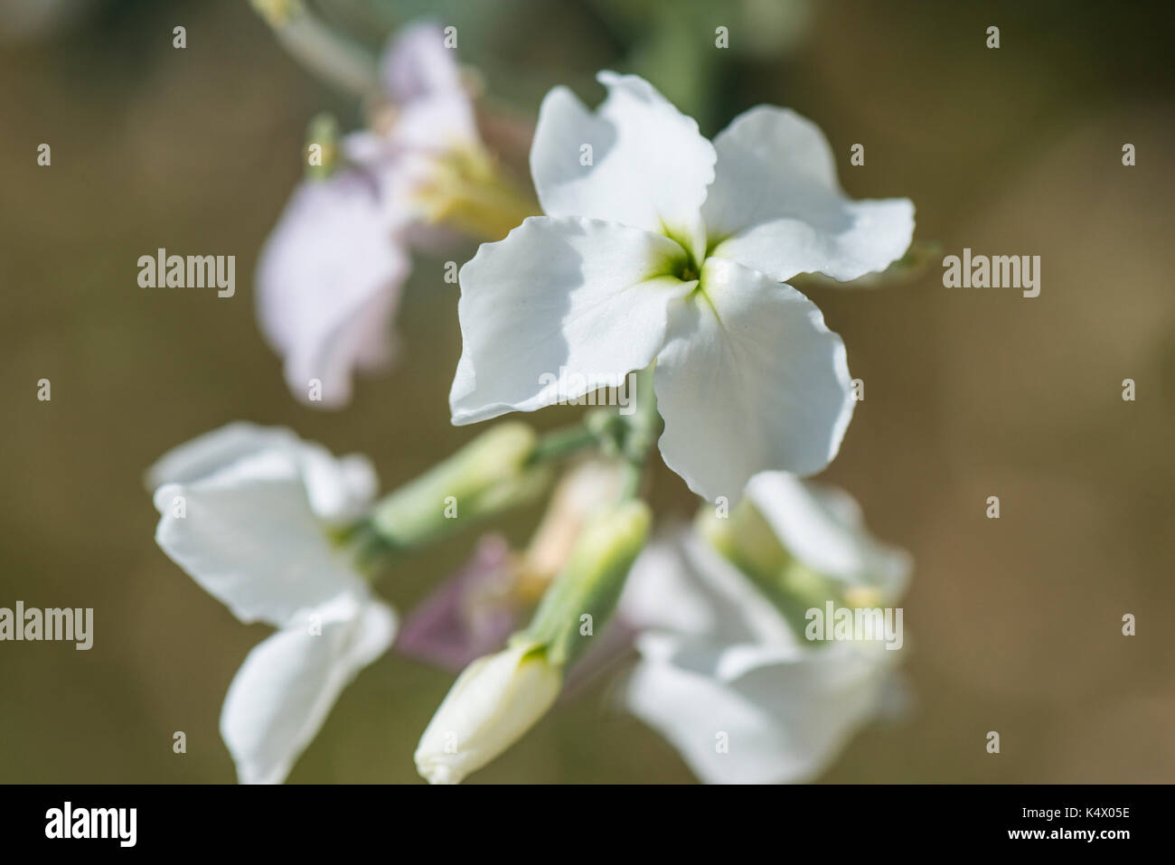 Notte profumata di scorta (matthiola longipetala) Foto Stock
