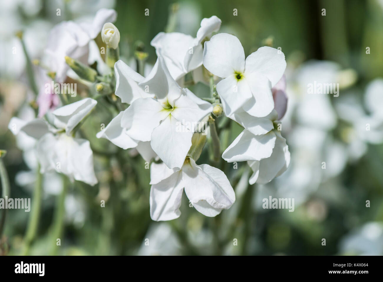 Notte profumata di scorta (Matthiola longipetala) Foto Stock
