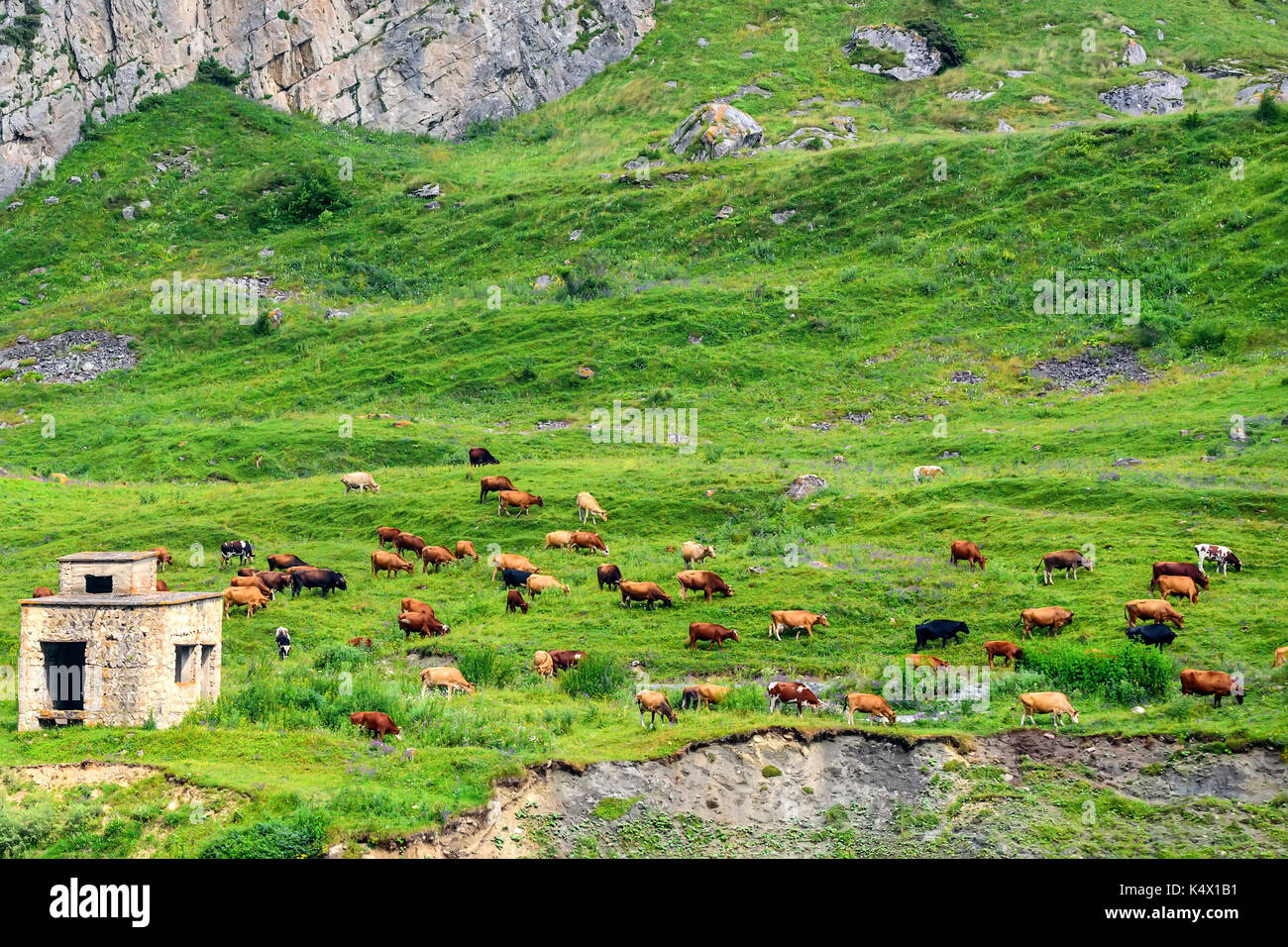 Le mucche pascolano nei prati alpini idillico paesaggio Foto Stock