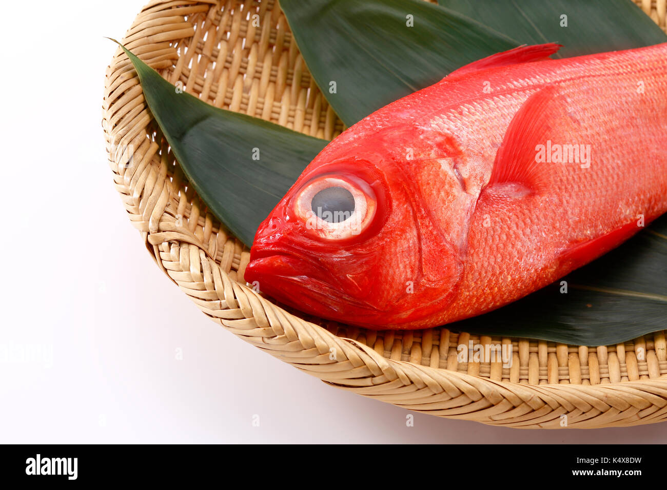 Red Snapper Foto Stock