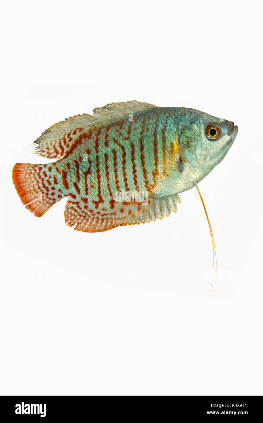 Pesci pet studio shot Foto Stock