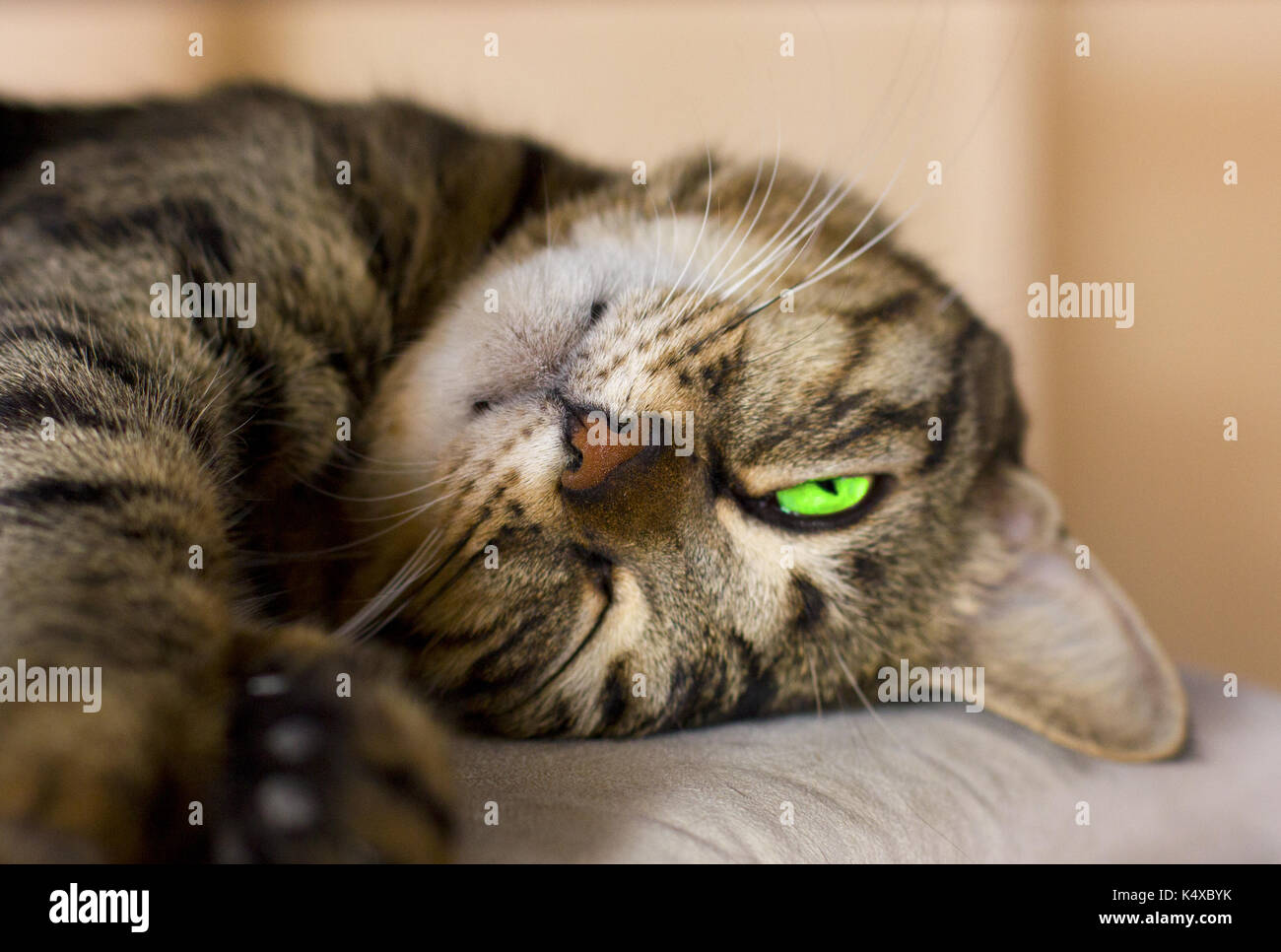 Gatto pelo con Bright Green eye Foto Stock
