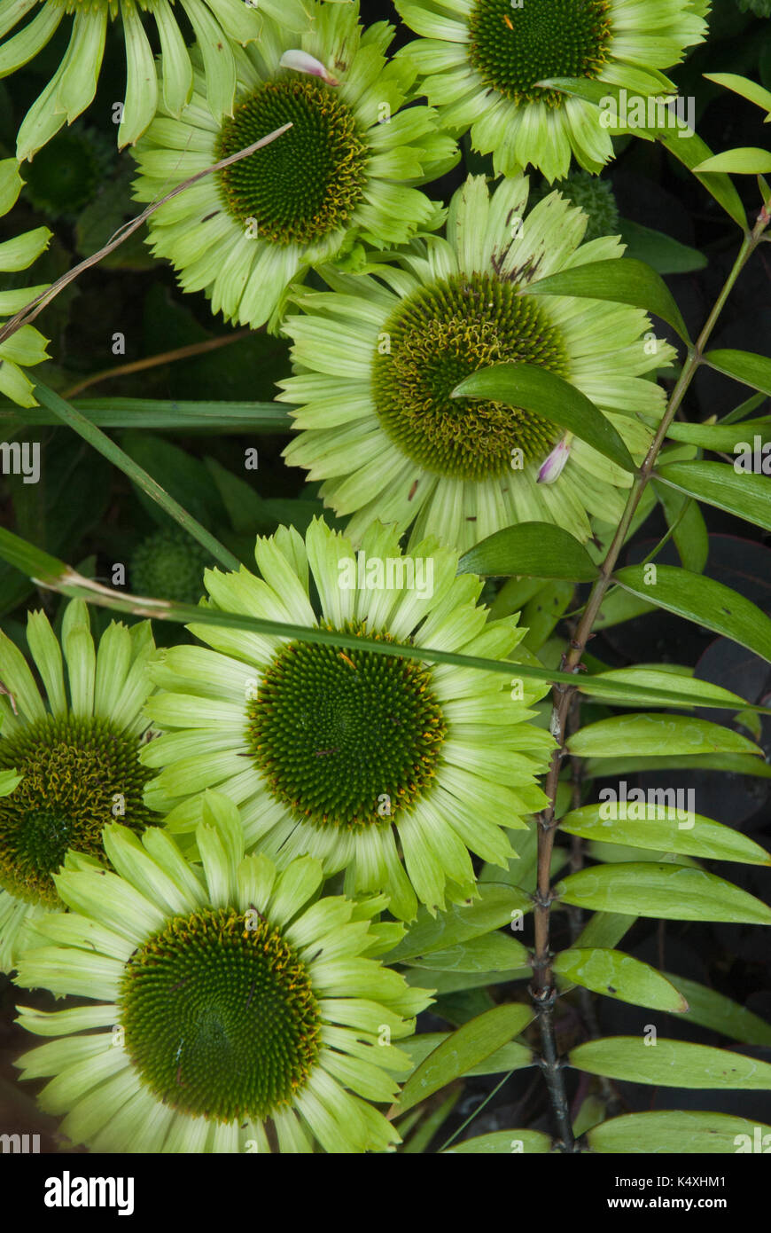 Colore verde brillante echinacea, cono fiore, asteraceae, erbaceo, heliantheae crescendo in mista confine erbacee Foto Stock