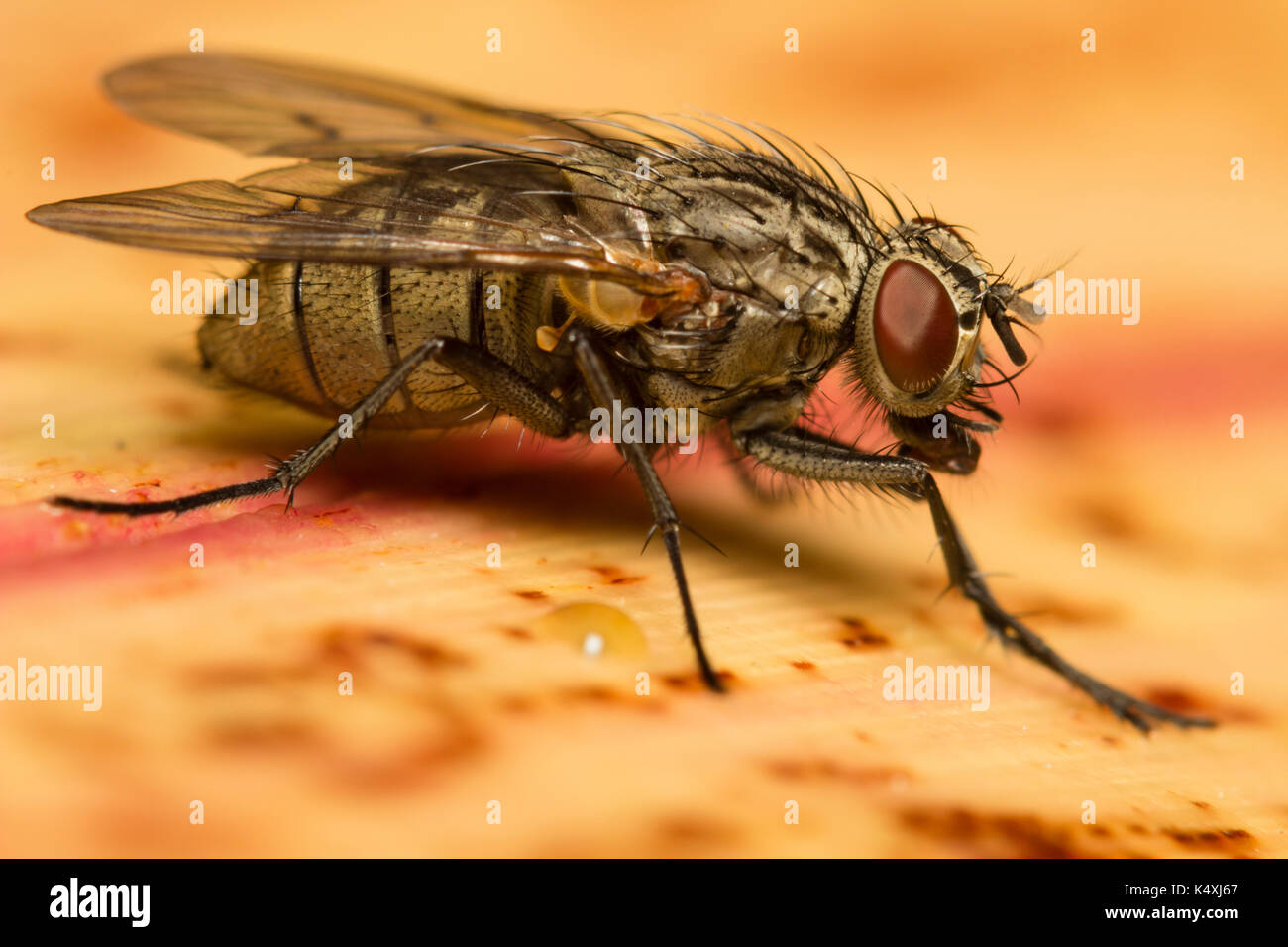 Ritratto della piccola casa Muscid fly, Helina reversio, un alimentatore di polline più comuni in Inghilterra del Sud Foto Stock