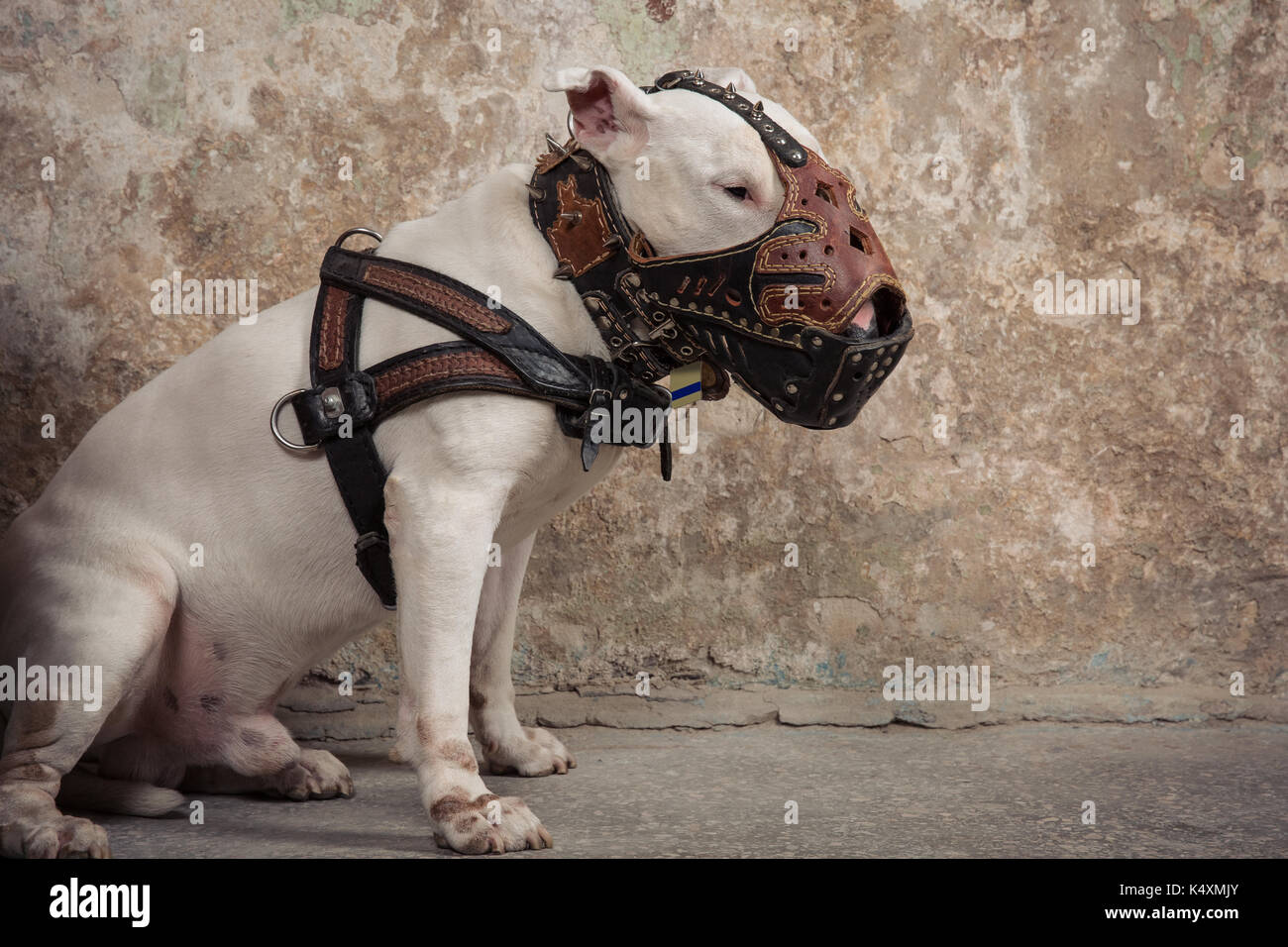 Cane domestico white Bull Terrier razza. Focus sul muso di cane, profondità di campo. Cane su salotto pelati sfondo a parete Foto Stock