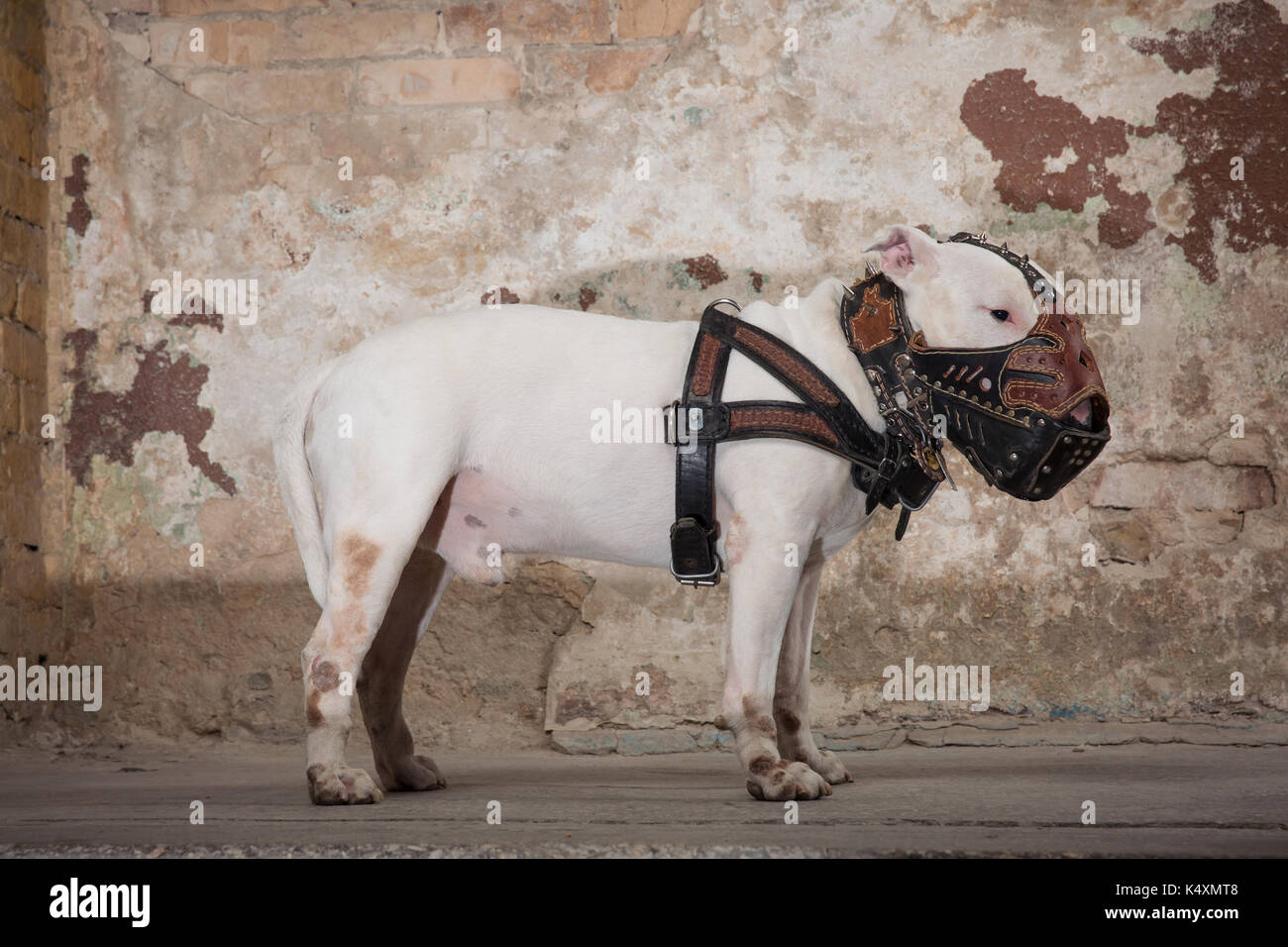 Cane domestico white Bull Terrier razza. Focus sul muso di cane, profondità di campo. Cane di soggiorno oltre pelati sfondo a parete Foto Stock